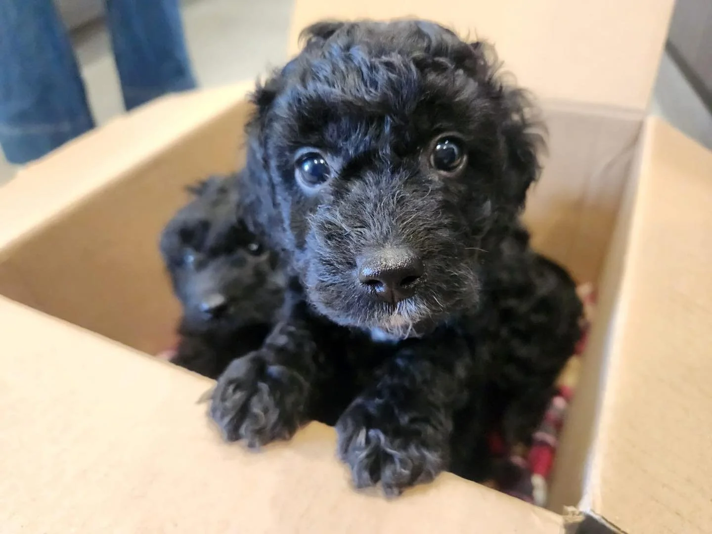 We had the pleasure of meeting Bella and her three gorgeous Spoodle puppies. 🐾

The puppies were in for their first vaccinations, microchipping, and health checks - an important first step in giving them the best start to life.

These early visits h
