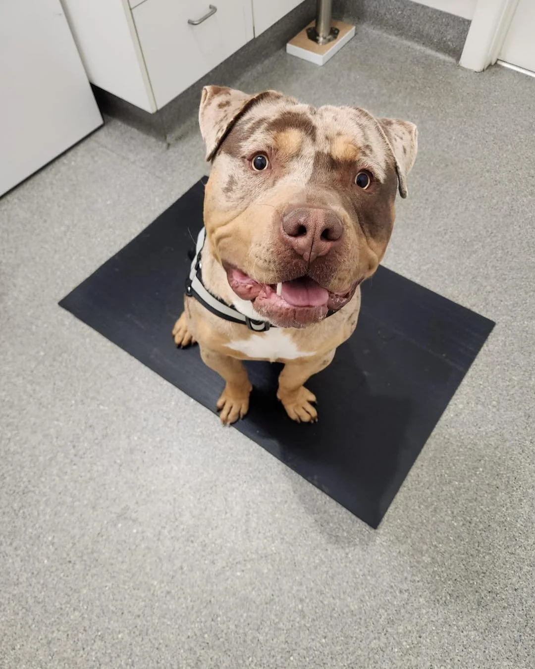Saint 🐾🤍

This handsome 1 year old American Bulldog recently visited the clinic for his annual health check &mdash; he made sure he was right in the middle of everything going on. 😄

Saint is a very happy boy with a big personality and plenty of e