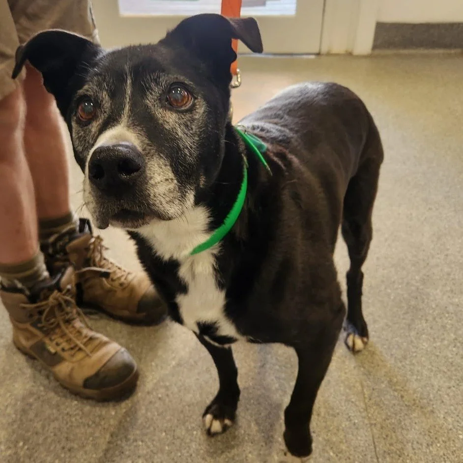 🎉 Wishing the handsome Jake a very happy 15th birthday today! 🎂🐶

Jake visited us this week for his arthritis injection and a check-up. These regular visits are an important part of keeping him comfortable and active as the weather starts to cool 