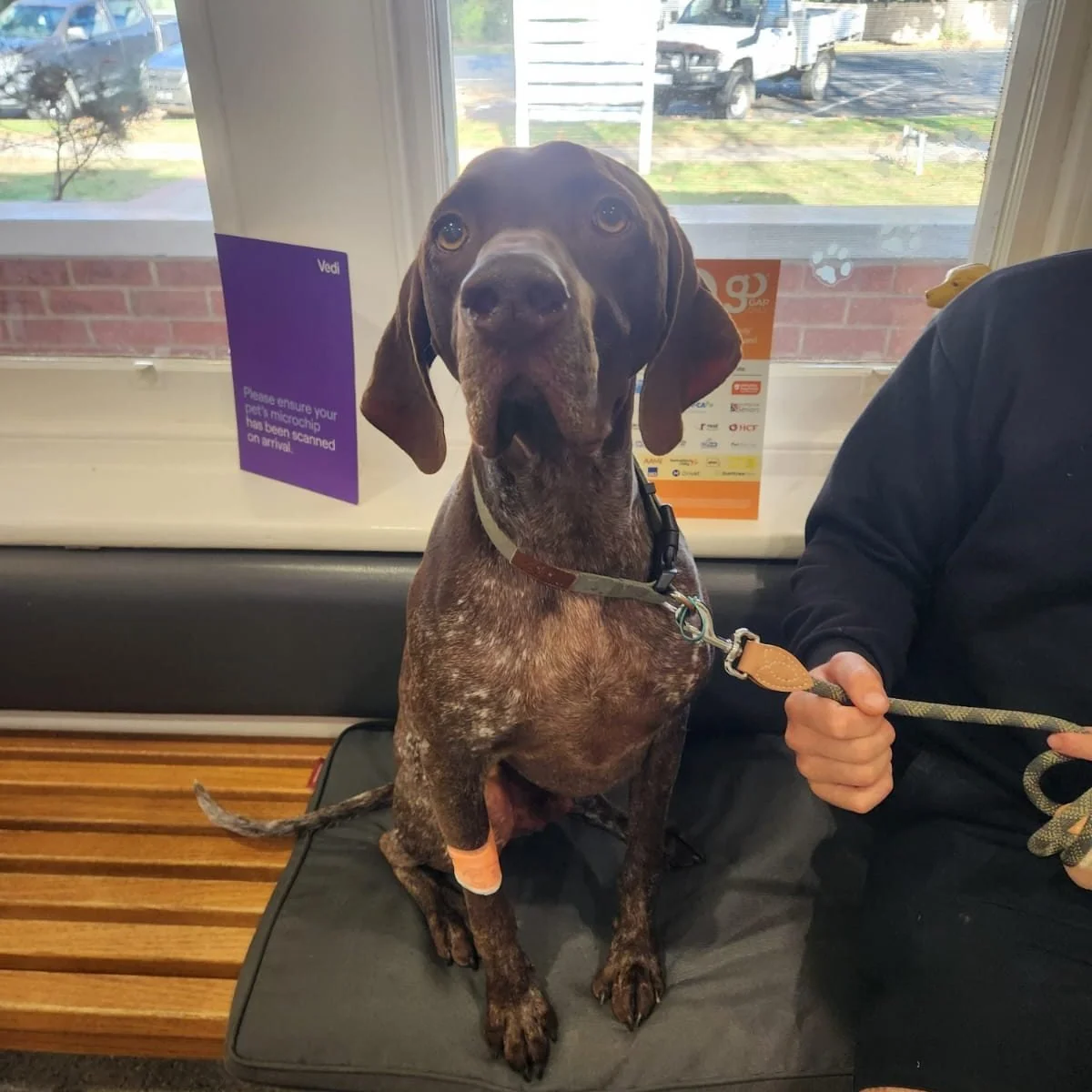 🐾 Sully the German Shorthaired Pointer came in recently for a check-up following suspected rat bait poisoning.

Dr Jesse re-tested Sully&rsquo;s bloods to investigate clotting times, to ensure everything was within normal limits. Thankfully, it was 