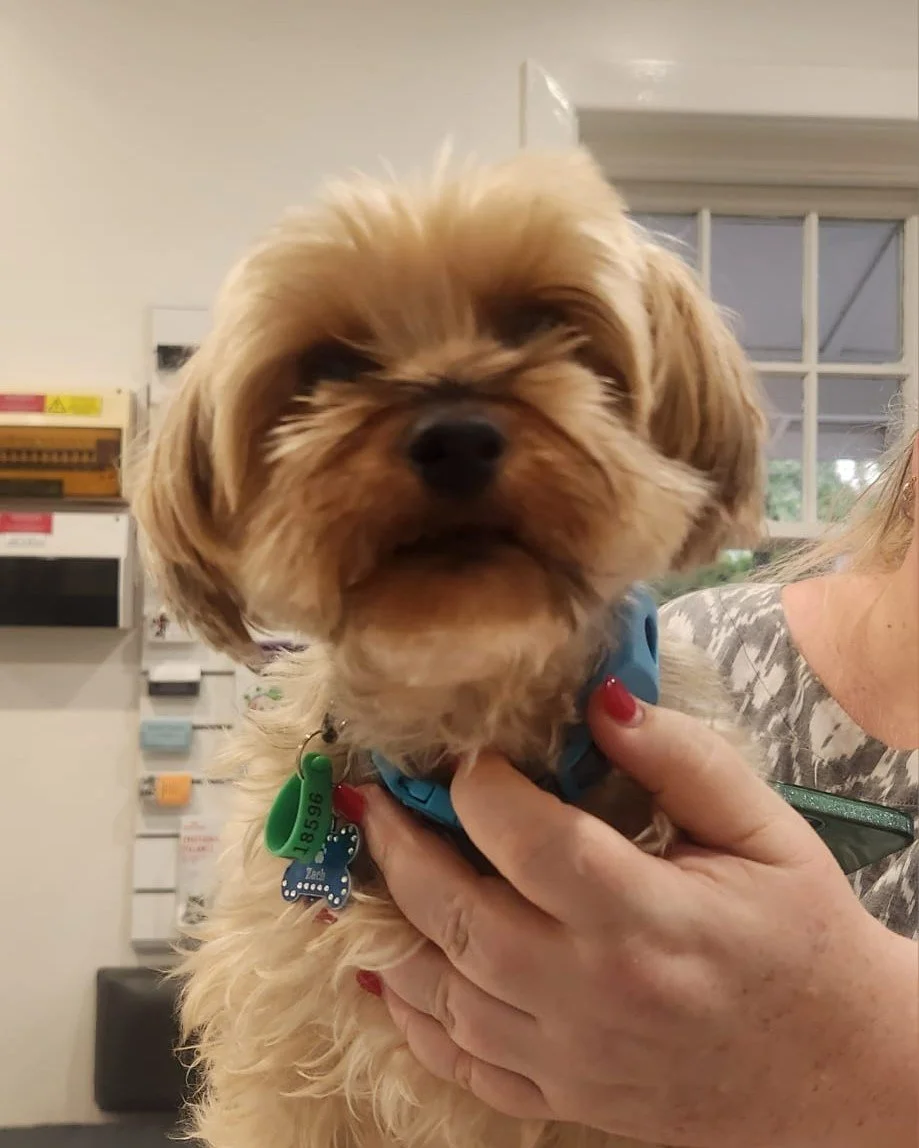 Meet Zac, the 5-year-old Silky Terrier, who visited the clinic recently for his annual health check and vaccinations. He was his usual bright, curious self and made friends with everyone he met.

Annual health checks are an important part of keeping 