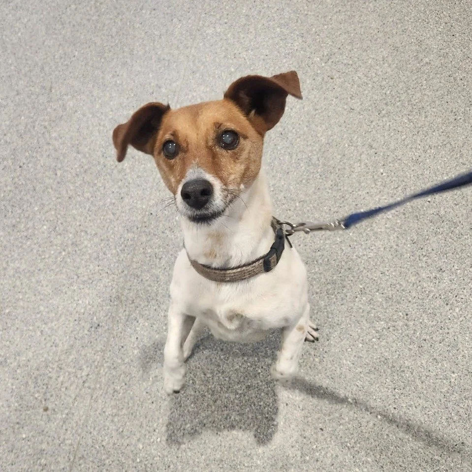 Billie the Jack Russell popped into the clinic last week and made it a special one &mdash; it was her 14th birthday 🥳

A sweet old girl with the softest nature, Billie may not hear much these days, but she certainly knows when a treat is nearby (esp