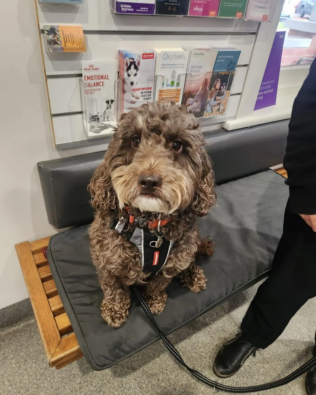 Say hello to Piccolo! 🐶

This sweet Labradoodle visited us recently, and we couldn&rsquo;t help but admire those incredible long lashes. What a handsome boy! 💙🐾