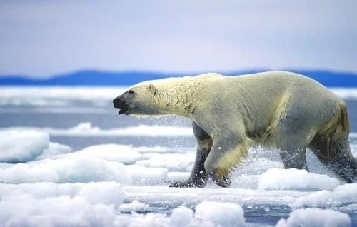 Polar Bear Run