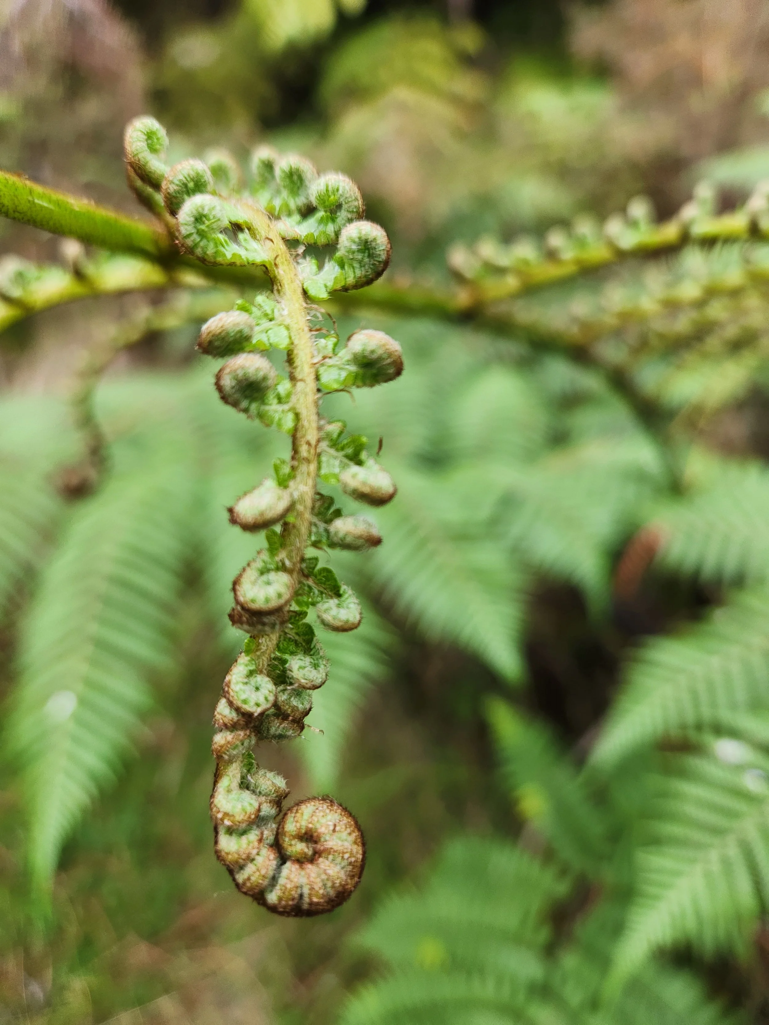 Close-up of a curled fern fiddlehead emerging from the plant stem amidst green fern leaves.