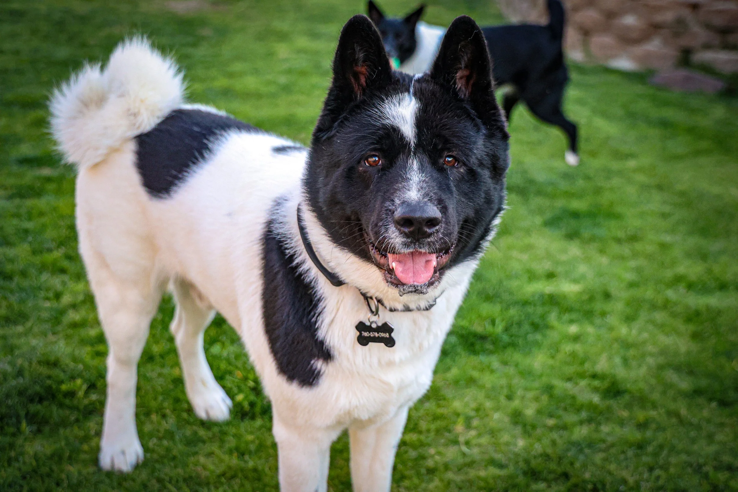 Overnight Dog Boarding, Akita , La Quinta CA