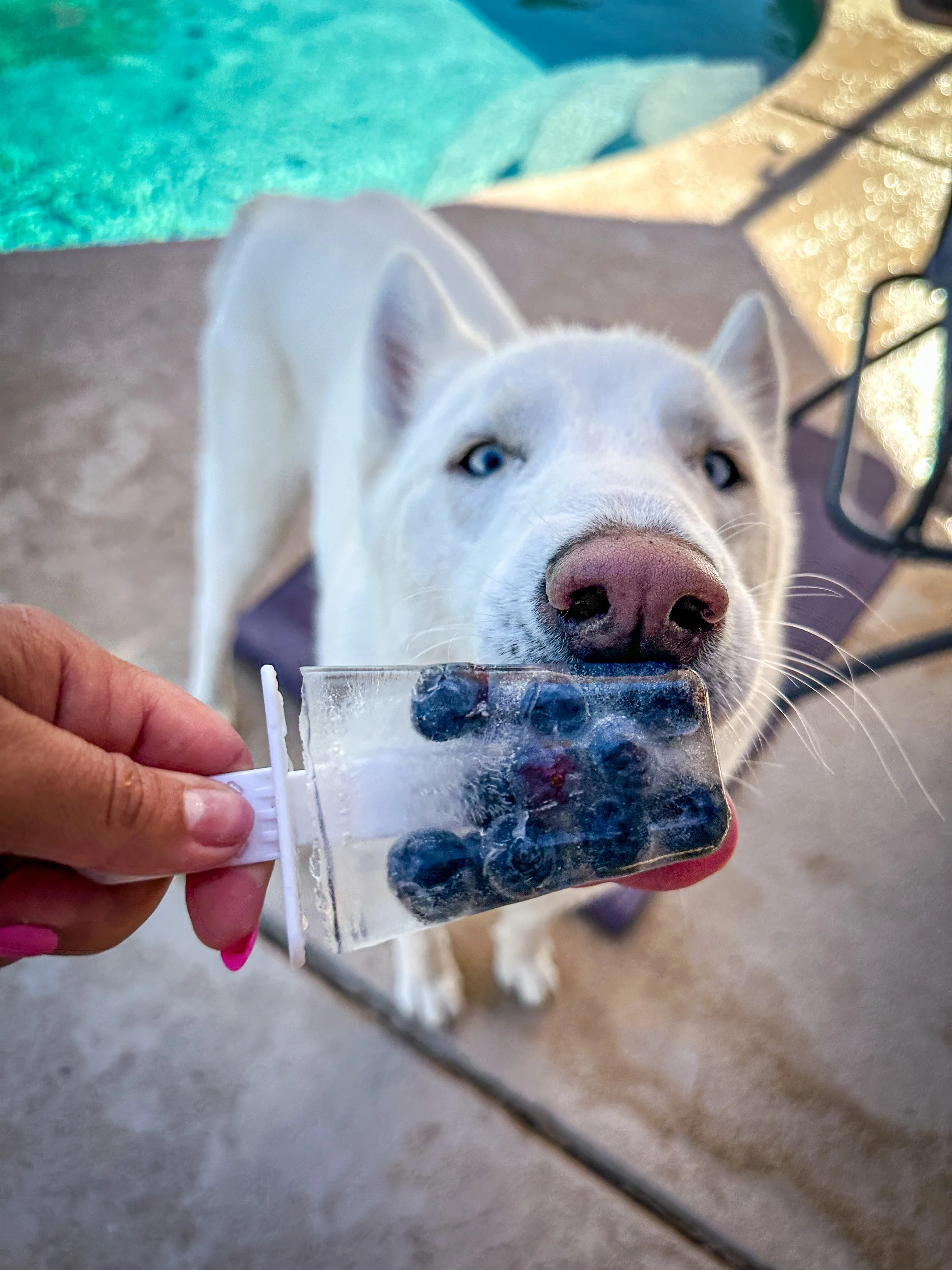 Dog Overnight Boarding in La Quinta CA -Summer day popsicles