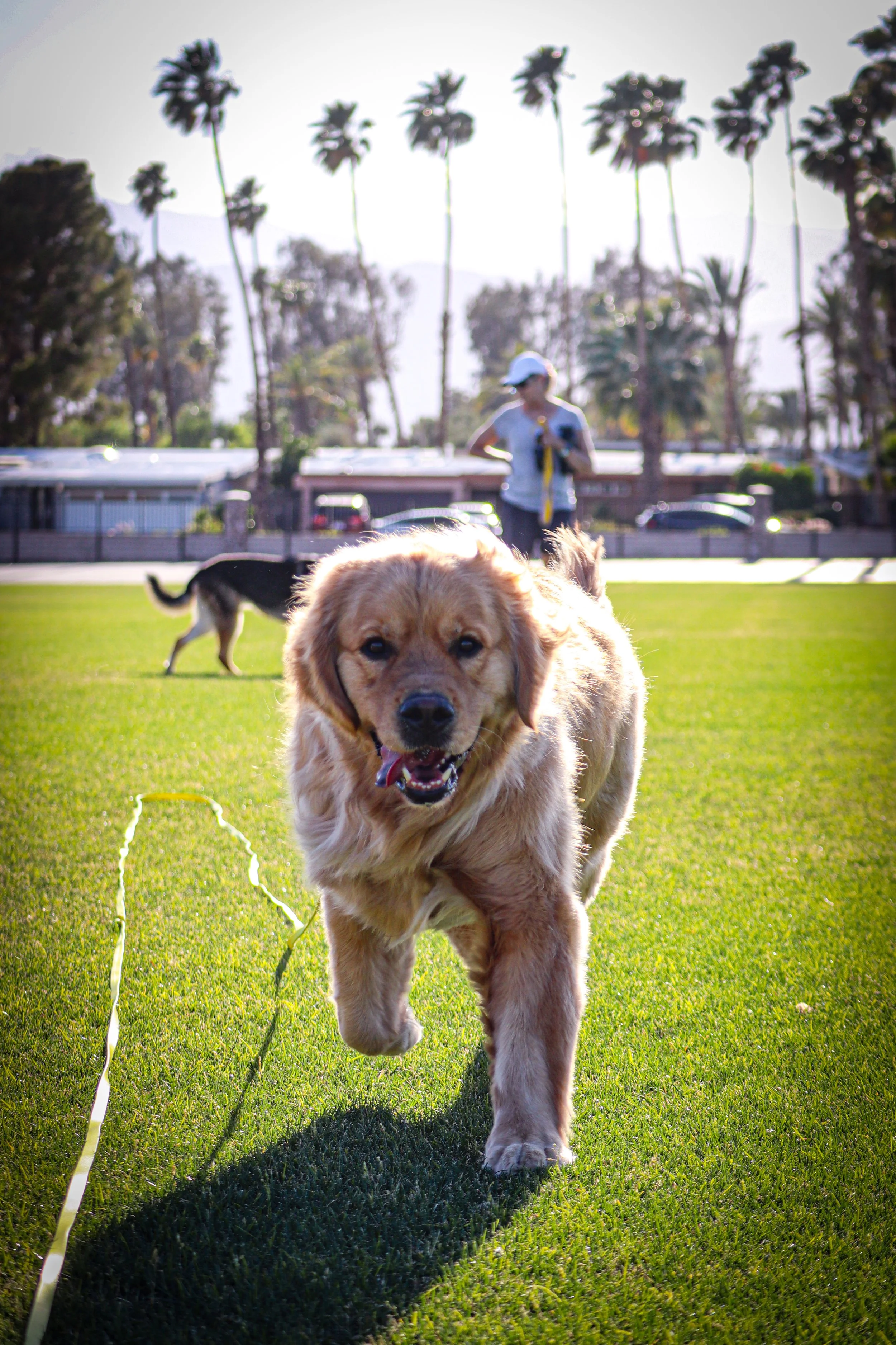 Golden retriever running on grass at a park with palm trees and a person holding a leash in the background -Dog Board & Train in La Quinta CA
