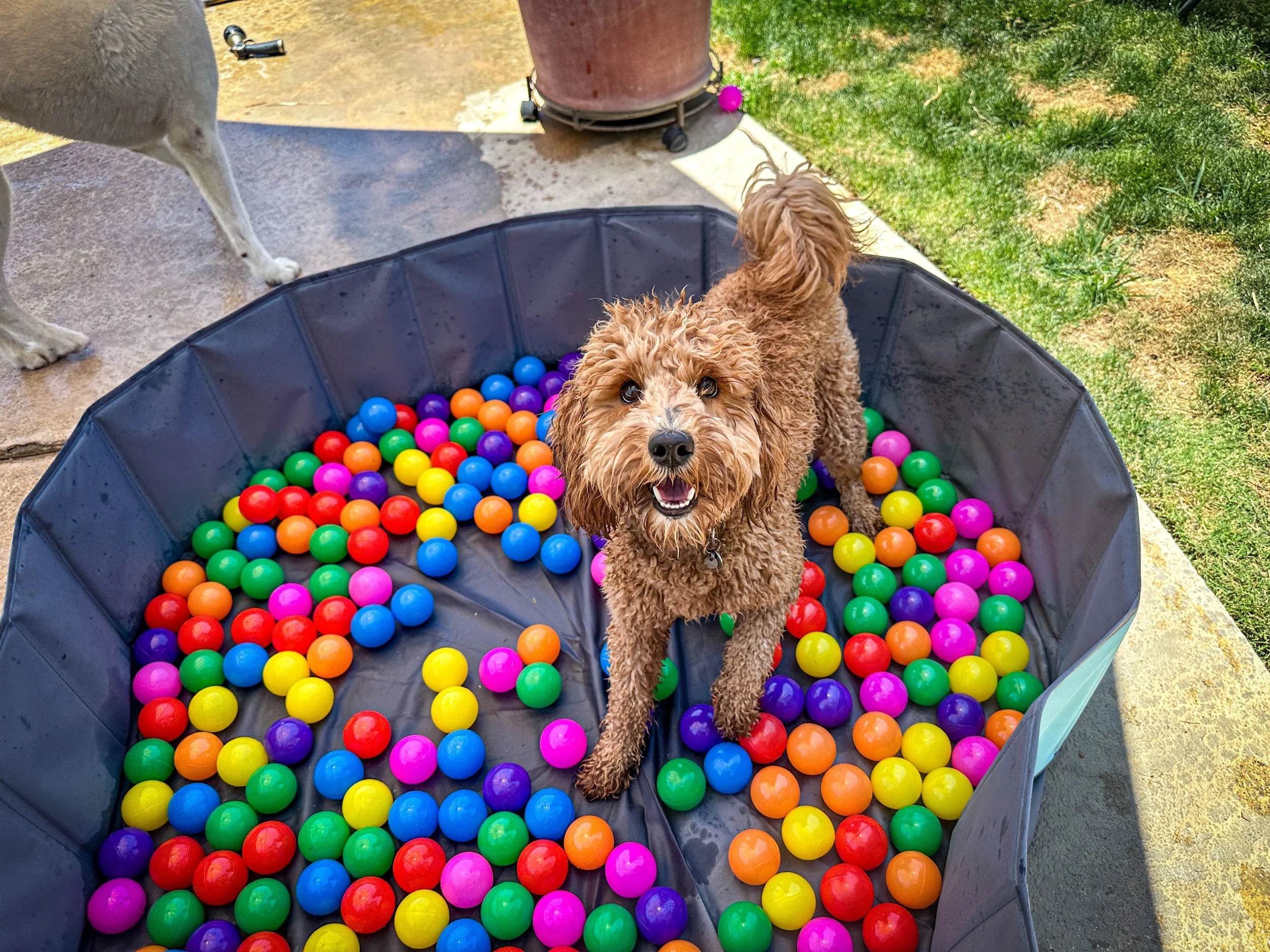 A happy brown curly-haired dog standing in a black plastic ball pit filled with colorful plastic balls outside on a patio, with grass and part of another dog visible in the background.