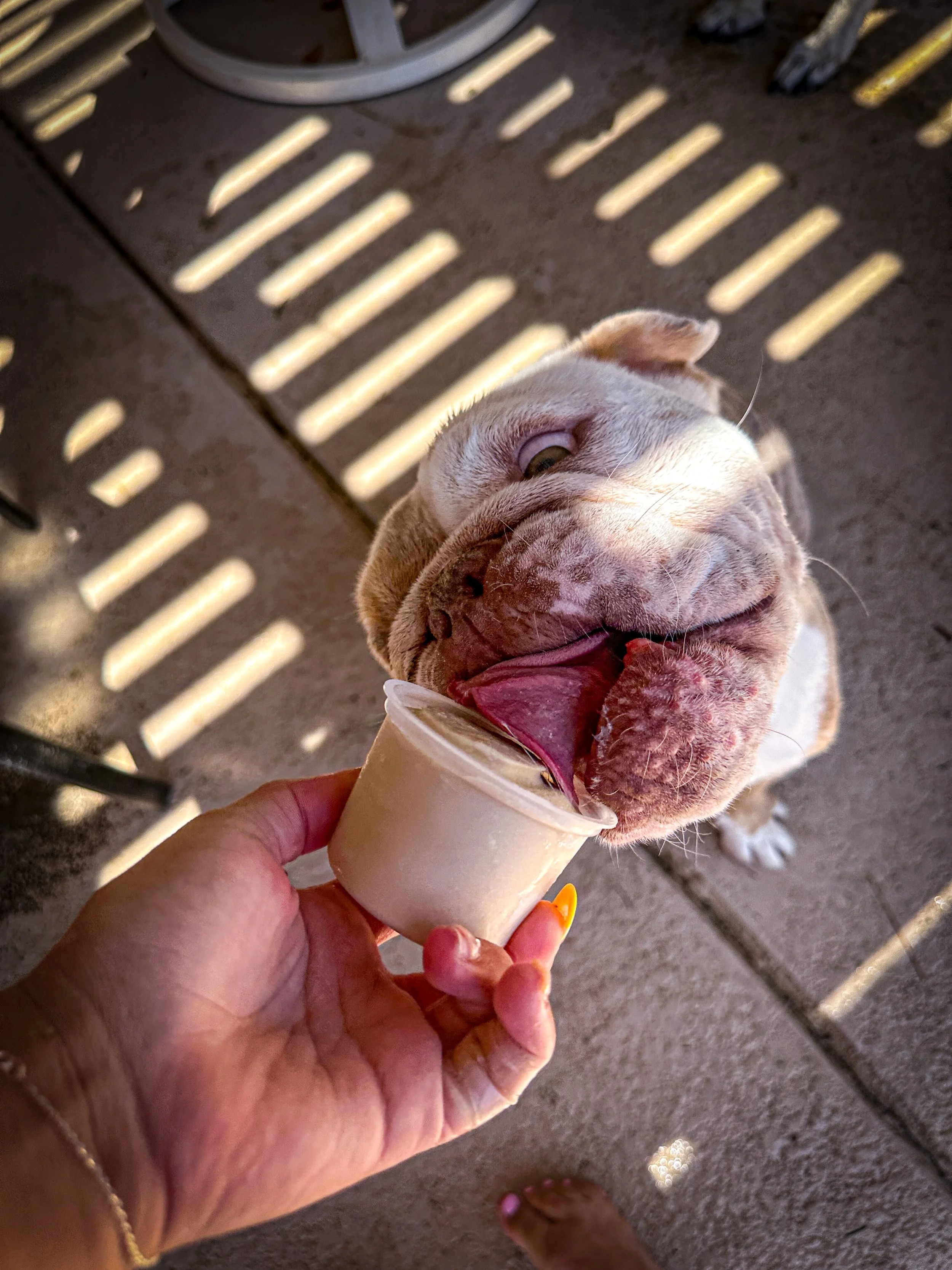 Dog Overnight Boarding in La Quinta CA- Dog Friendly ice cream