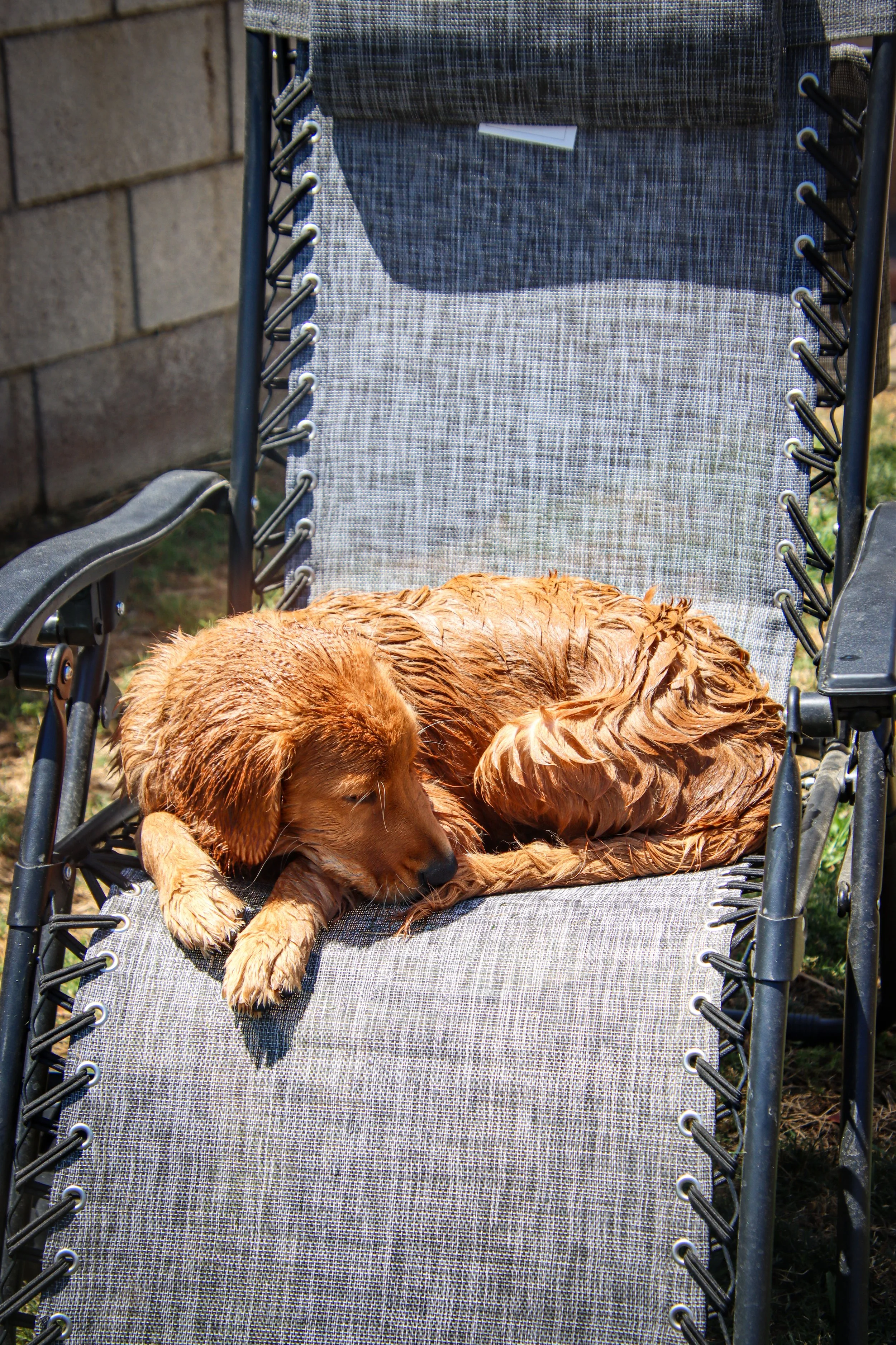 A wet golden retriever dog sleeping on a gray outdoor lounge chair.