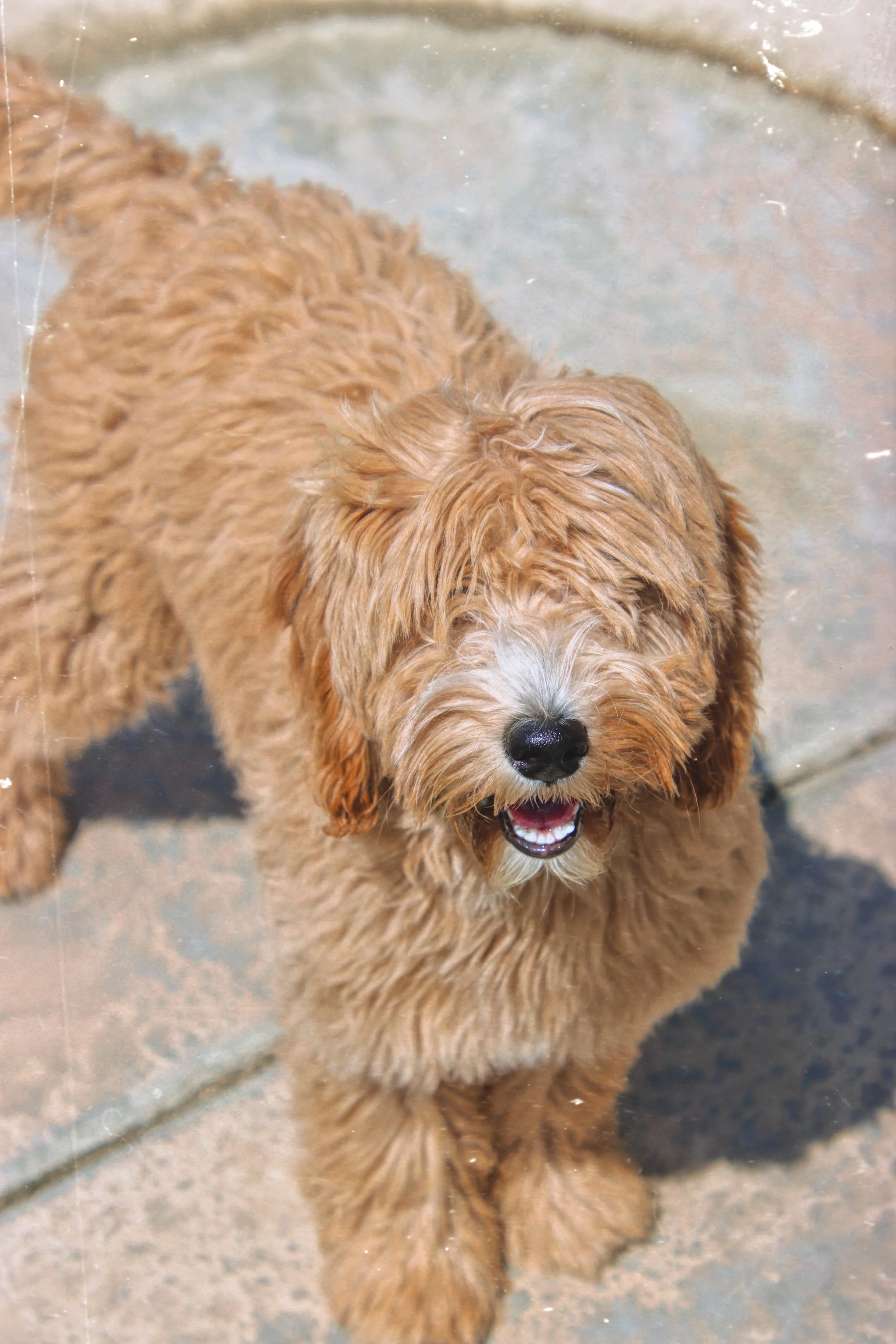 Puppy Raising, Goldendoodle Puppy, La Quinta CA