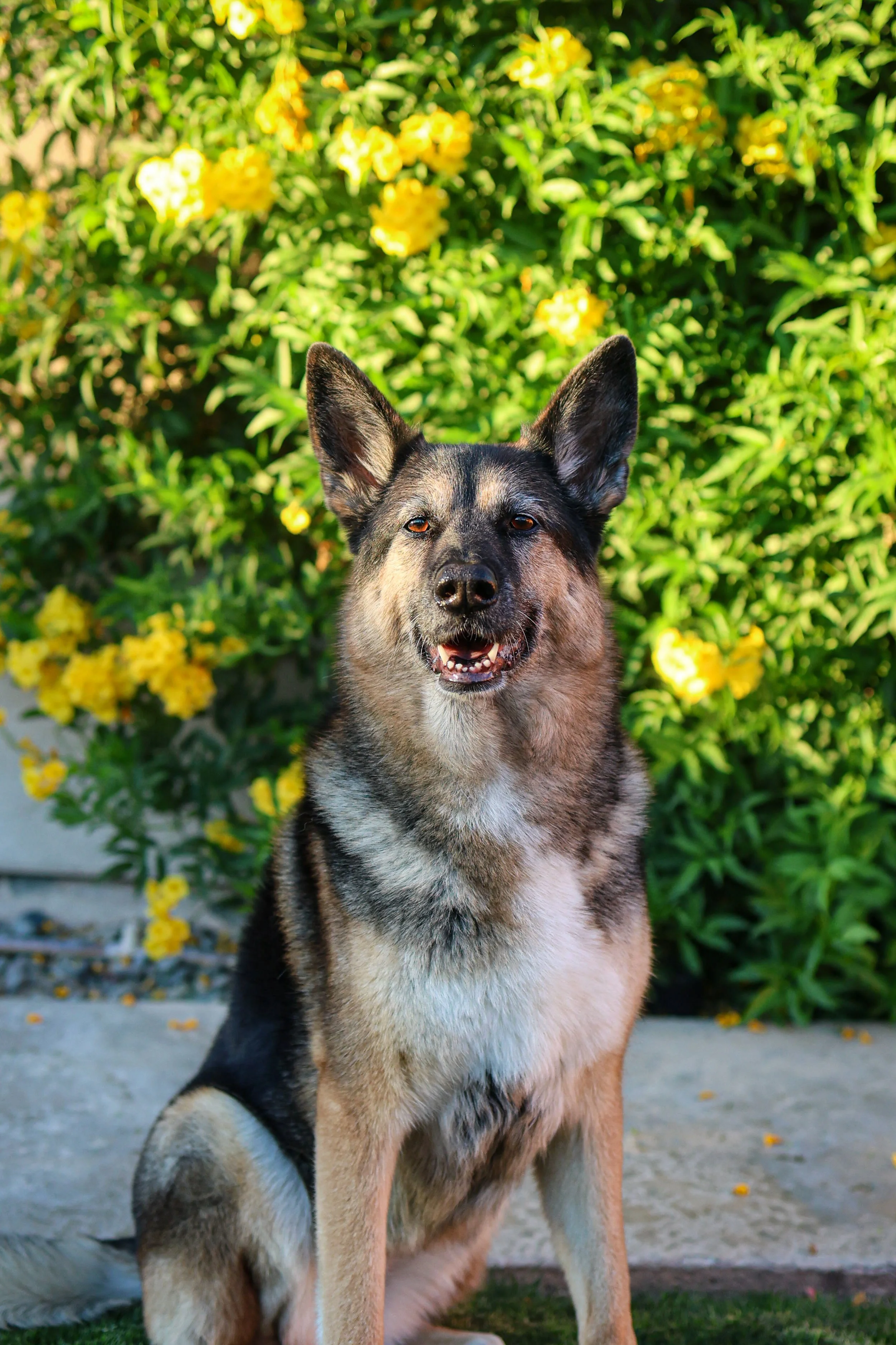 The one who started it all. I named my company after Skye because she is the reason I have everything I do today. She led me to the people who changed my life and ultimately brought me into the dog industry.
Now enjoying her retirement, Skye has take