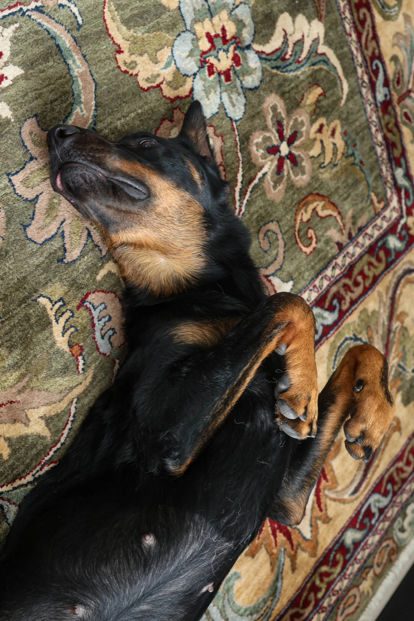 Overnight Dog Boarding, La Quinta CA