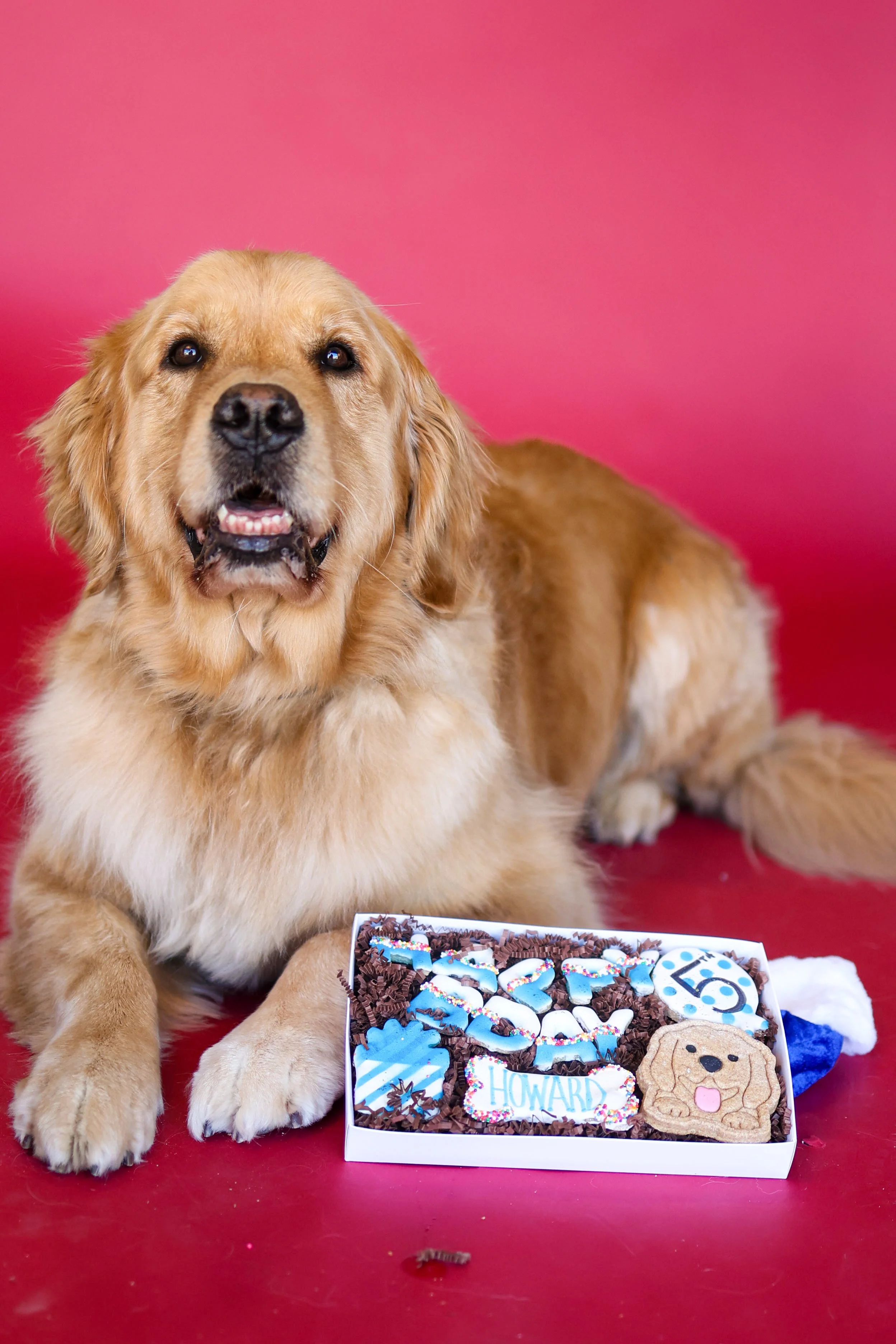 Dog Birthday Photoshoot, La Quinta Ca