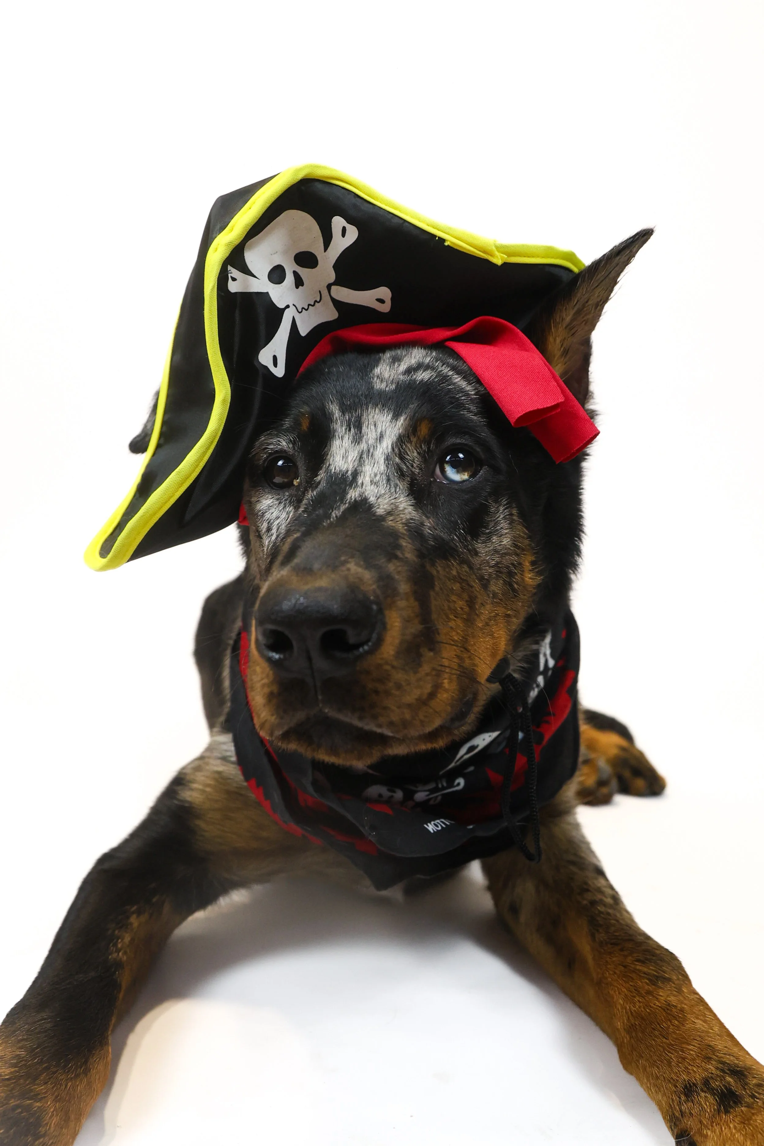 Dog Halloween Photoshoot, La Quinta CA