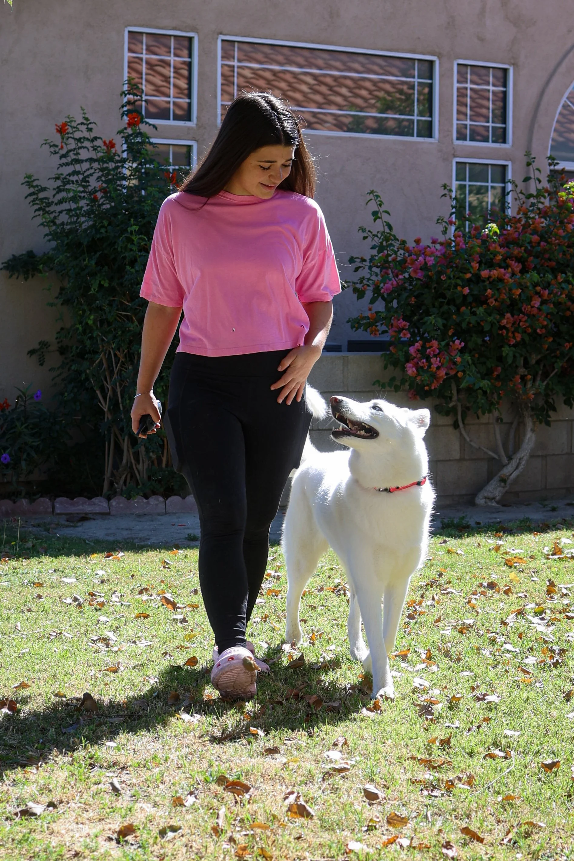 Leash Walking Training with Beauceron client in La Quinta, CA