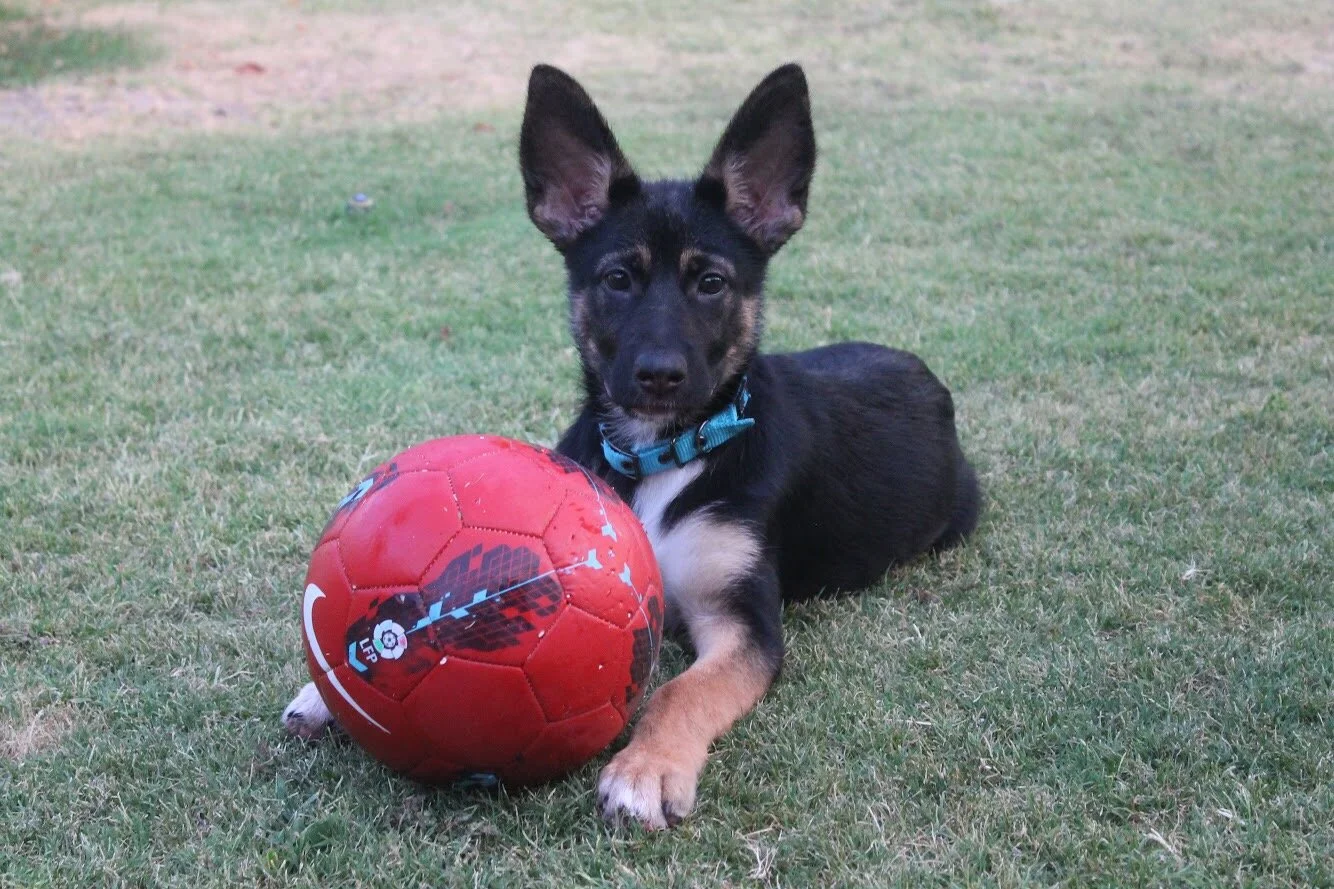 A black and tan dog with large ears lying on grass next to a red soccer ball.
