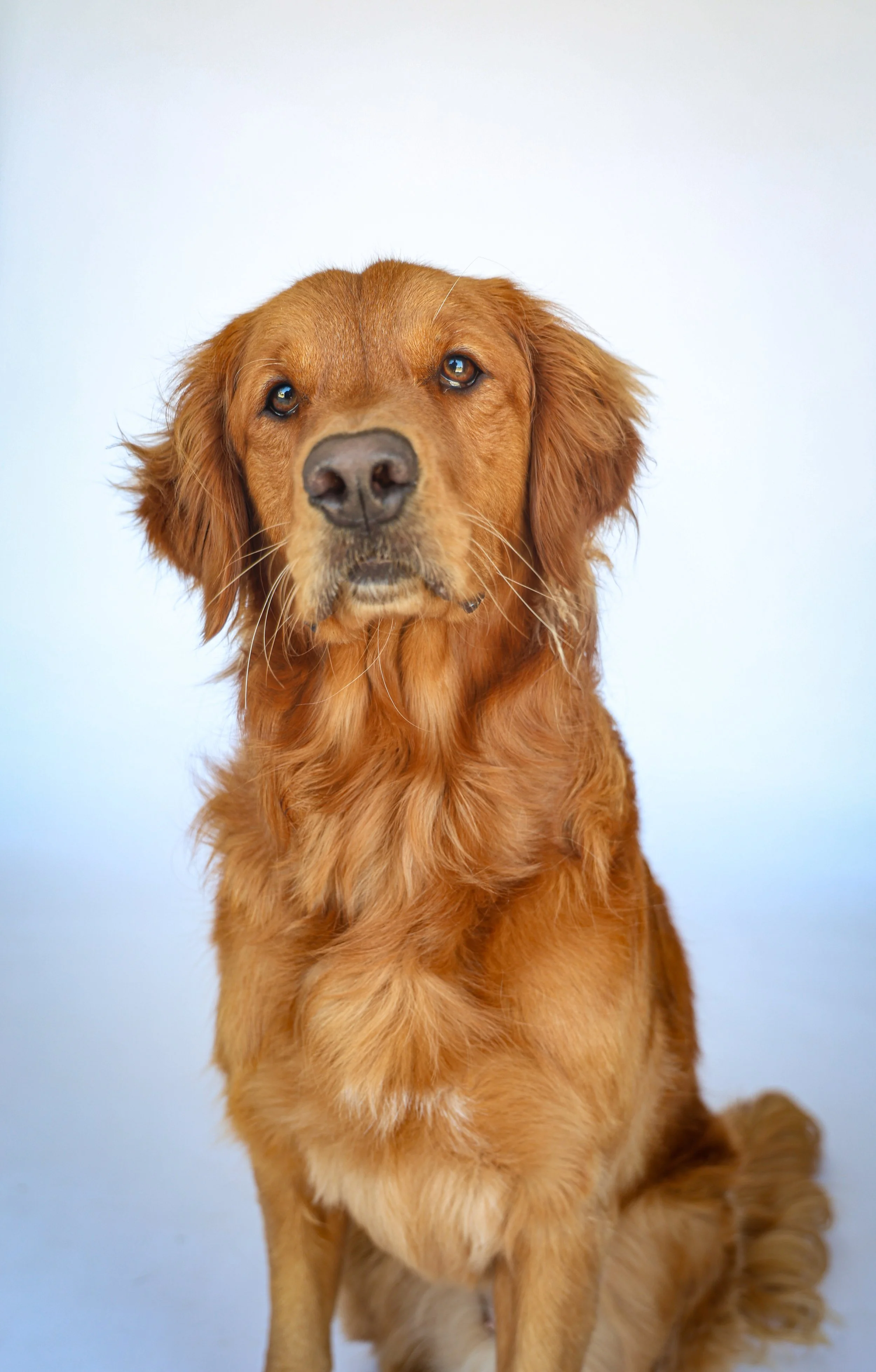 Dog Portrait Photoshoot in La Quinta, CA