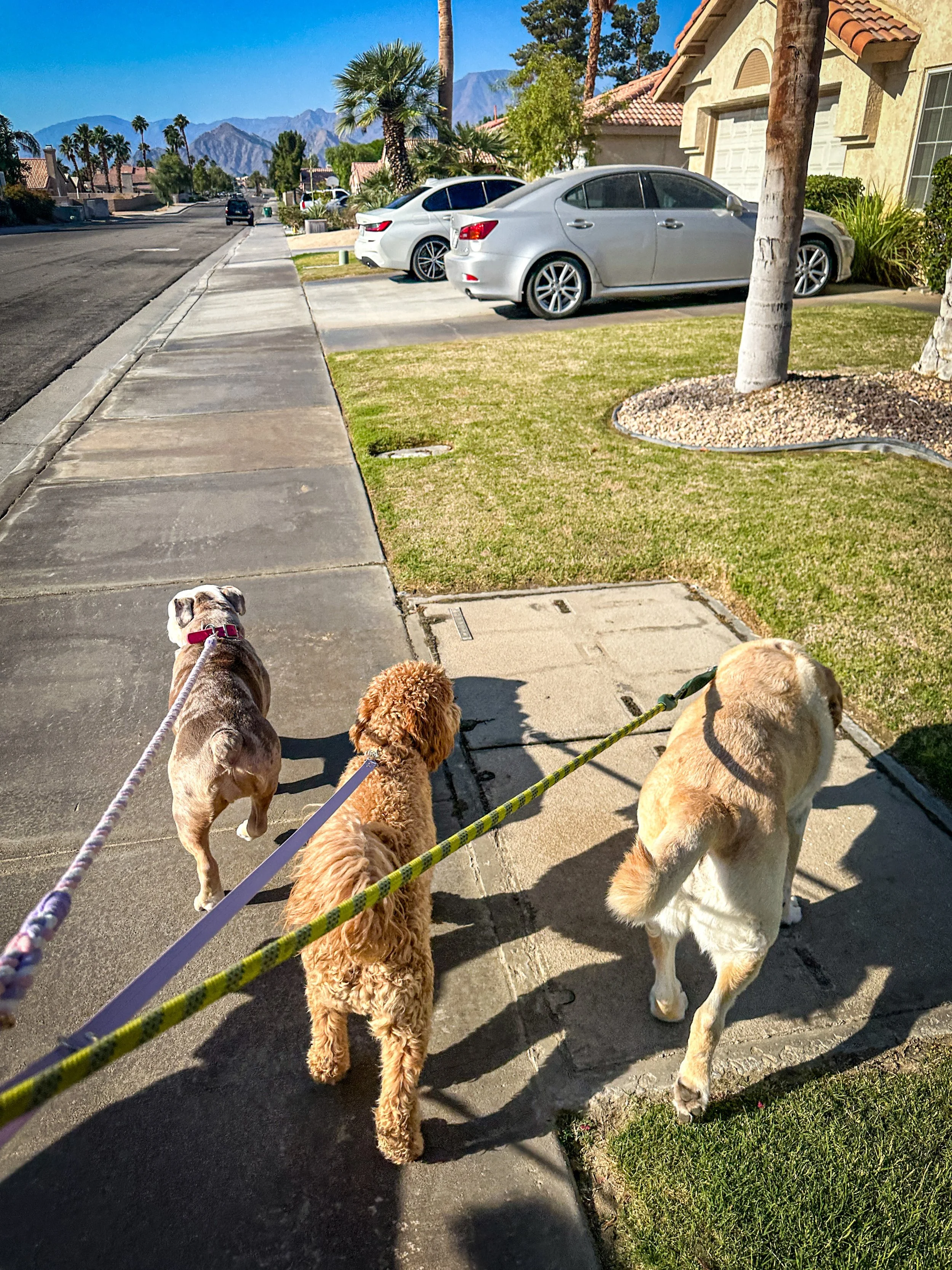 Dog Overnight Boarding in La Quinta CA -Outdoor Walk