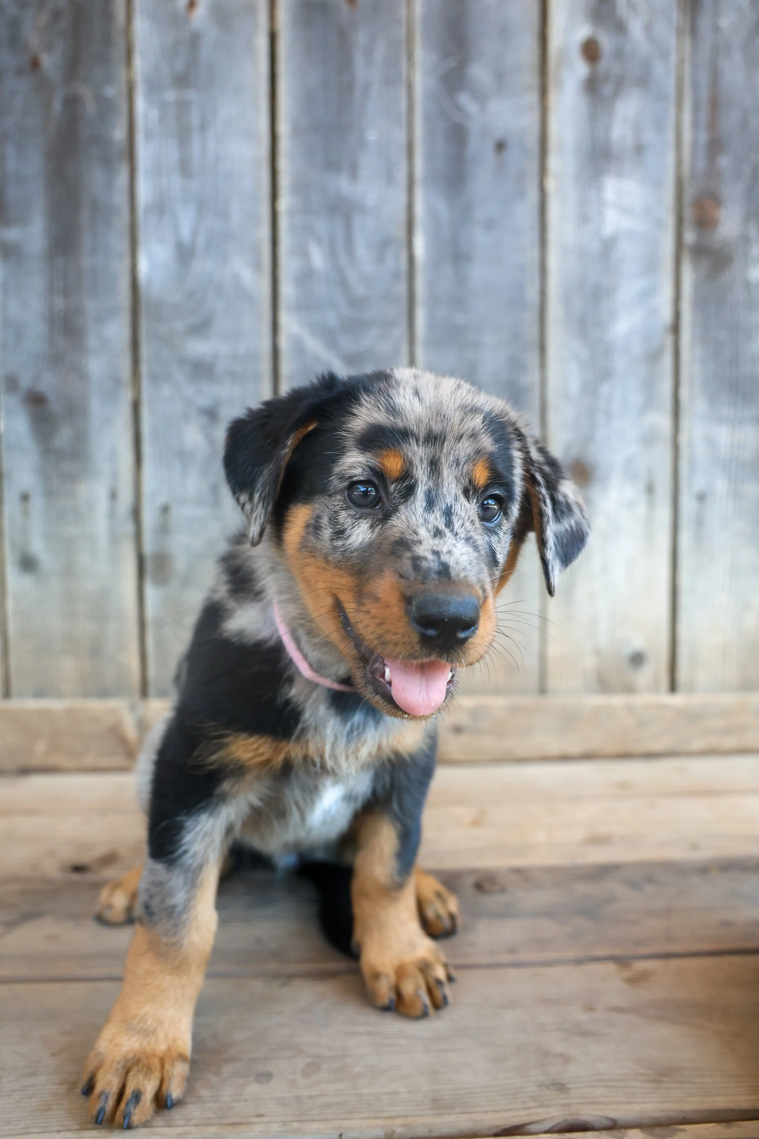 Puppy Beauceron Photoshoot, in Carlsbad CA