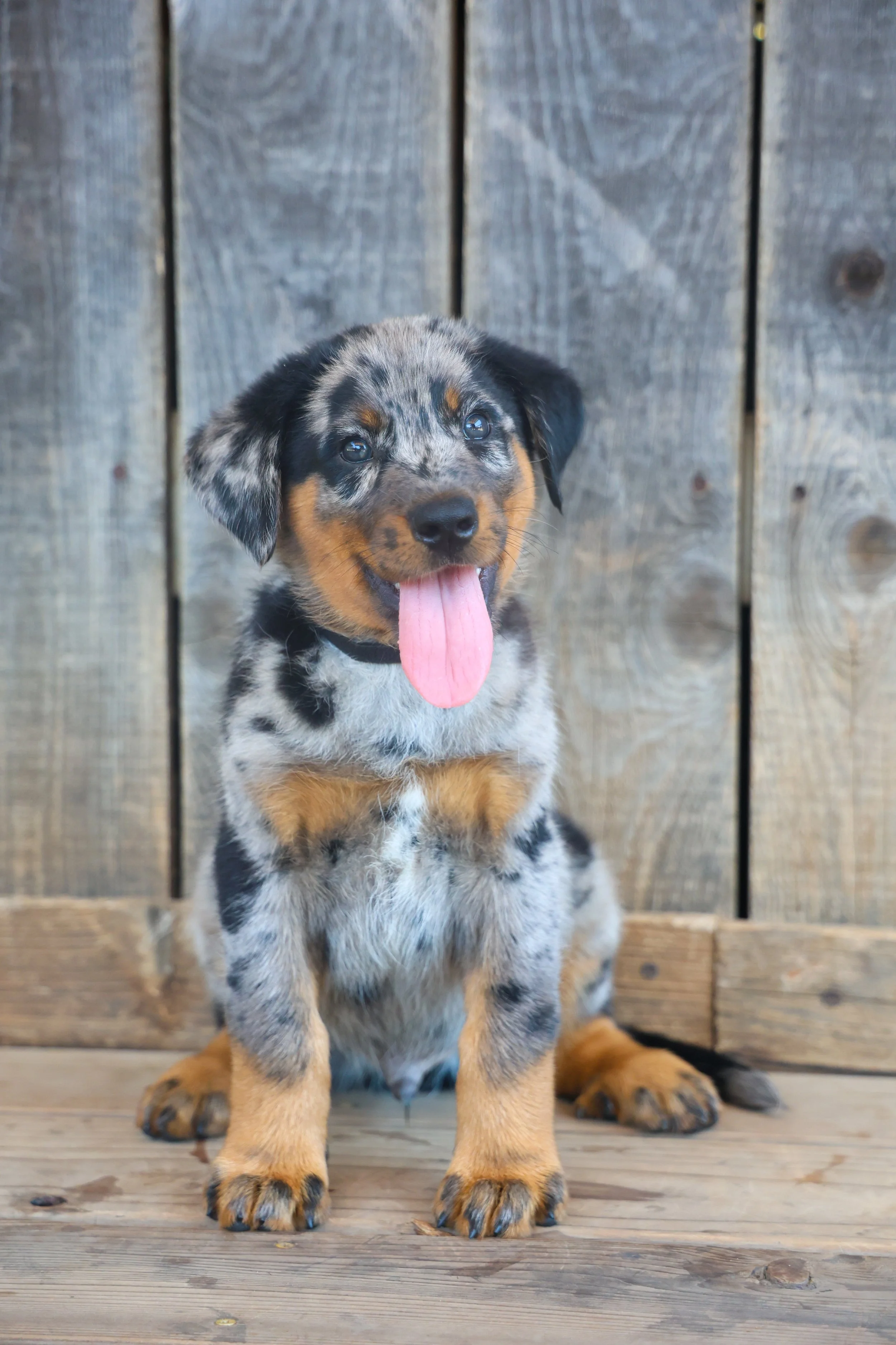 Harlequin Beauceron - Puppy Photoshoot, Carlsbad CA