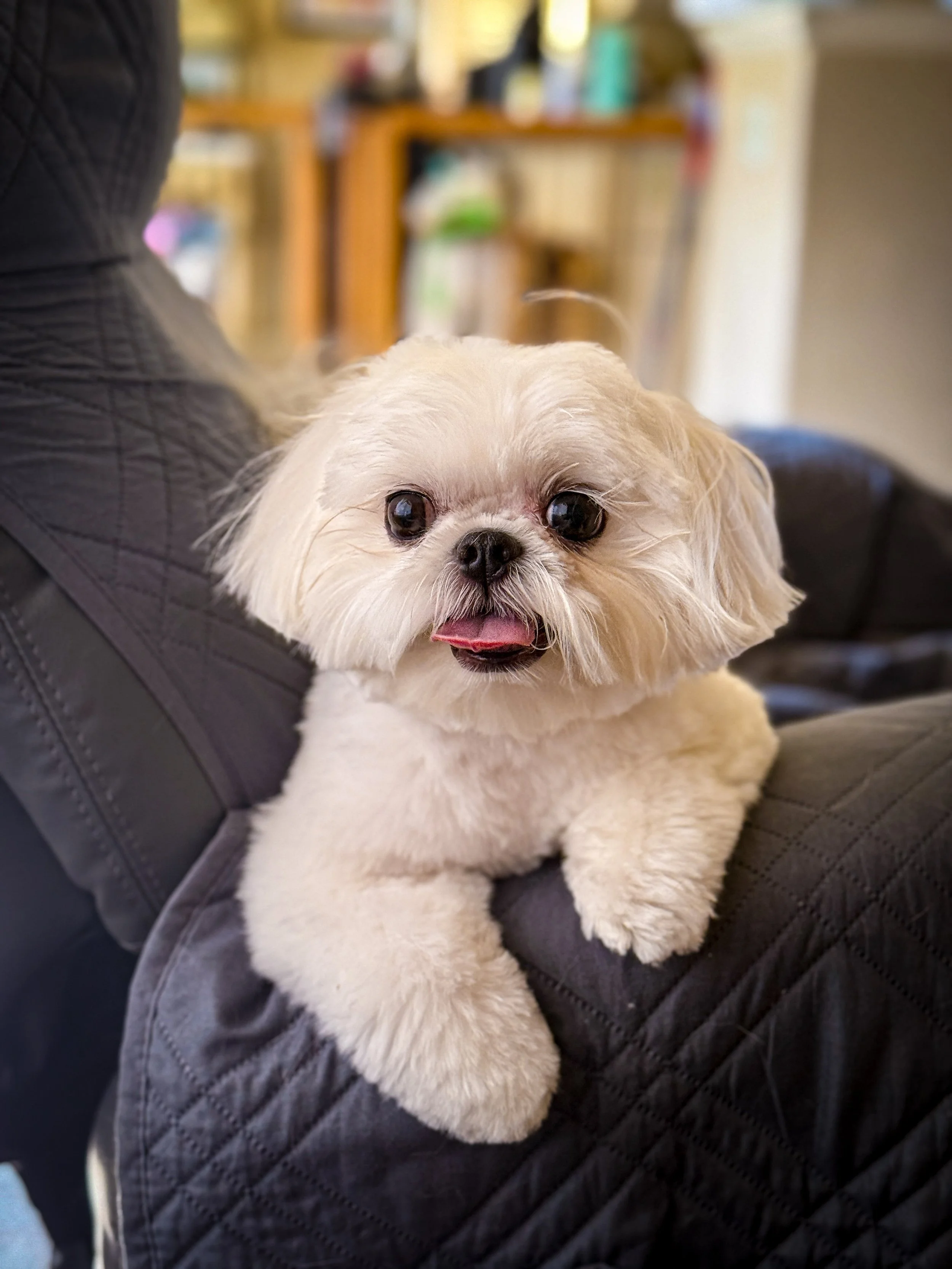 A small, fluffy, cream-colored dog with big, dark eyes and a pink tongue sticking out, sitting comfortably on a person's lap.