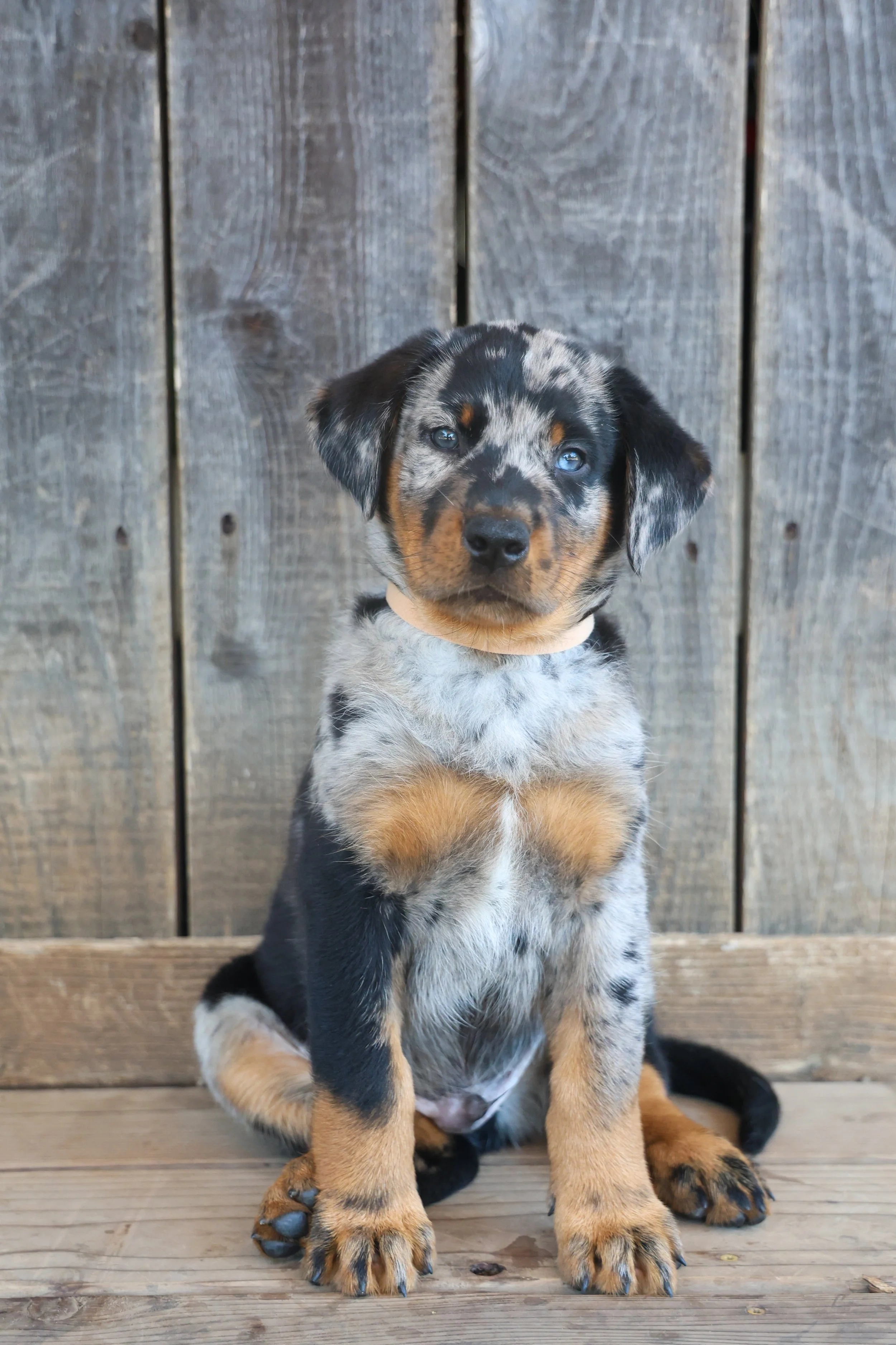 Harlequin Beauceron Puppy Photoshoot in Palm Springs, CA
