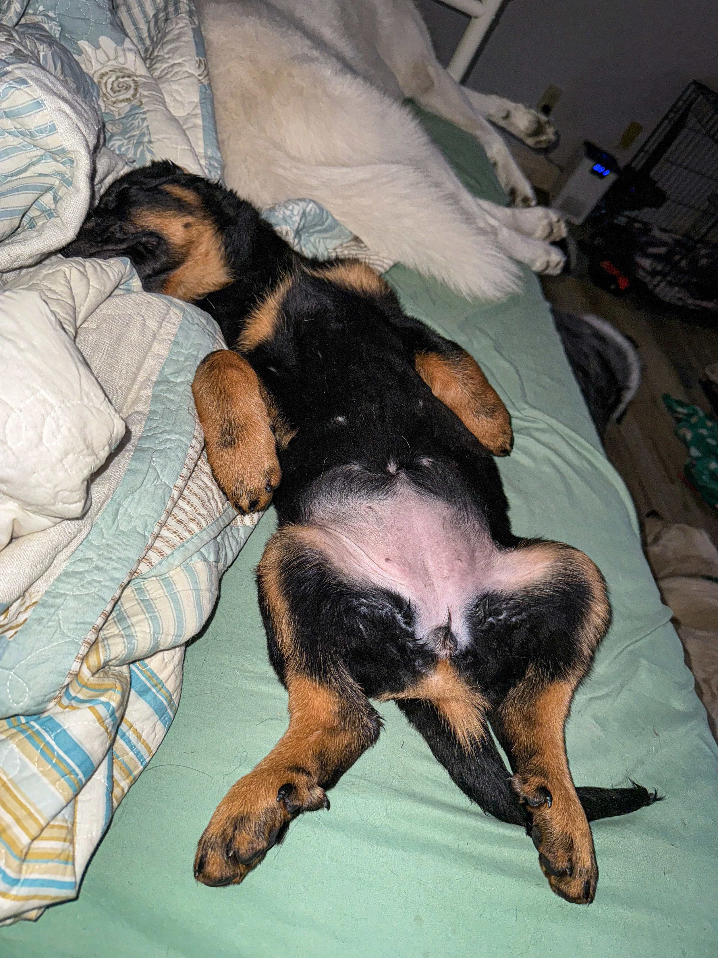 Two dogs sleeping on a bed, one a black and tan puppy lying on its back with paws up, the other a white dog with black spots with paws extended slightly outward.