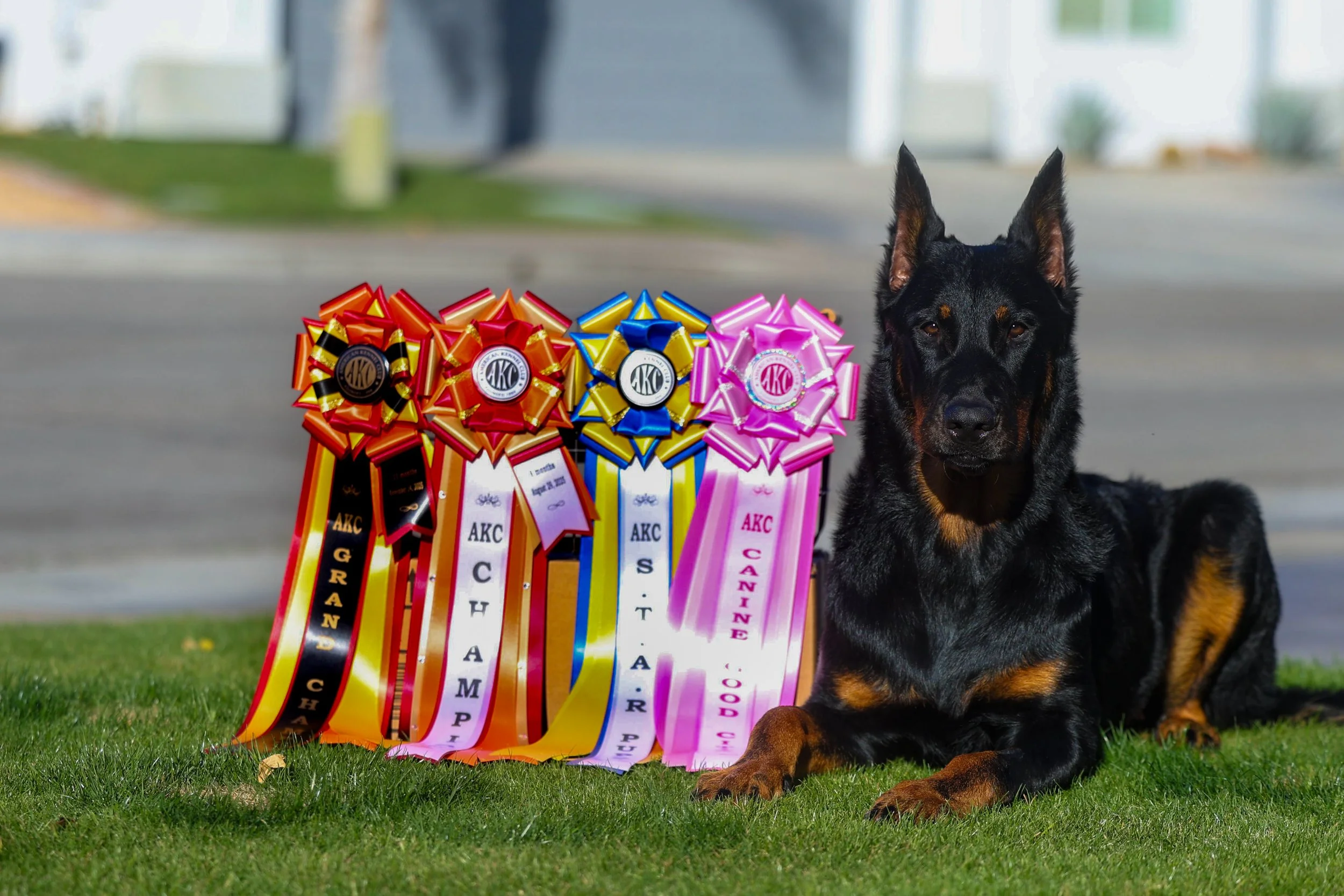 Beauceron with Canine Good Citizen, STAR Puppy, Champion & Grand Champion Ribbons in La Quinta, CA