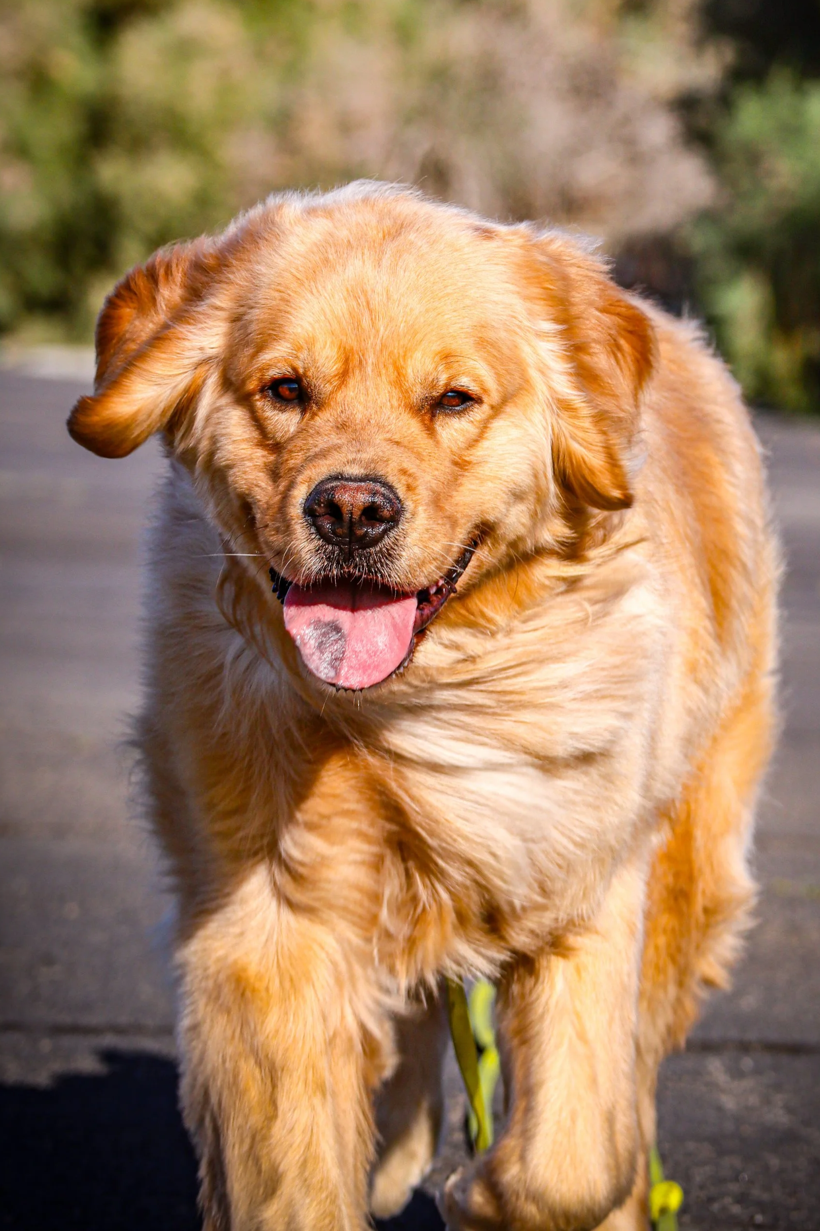 Golden retriever dog walking outdoors, smiling with tongue out.
