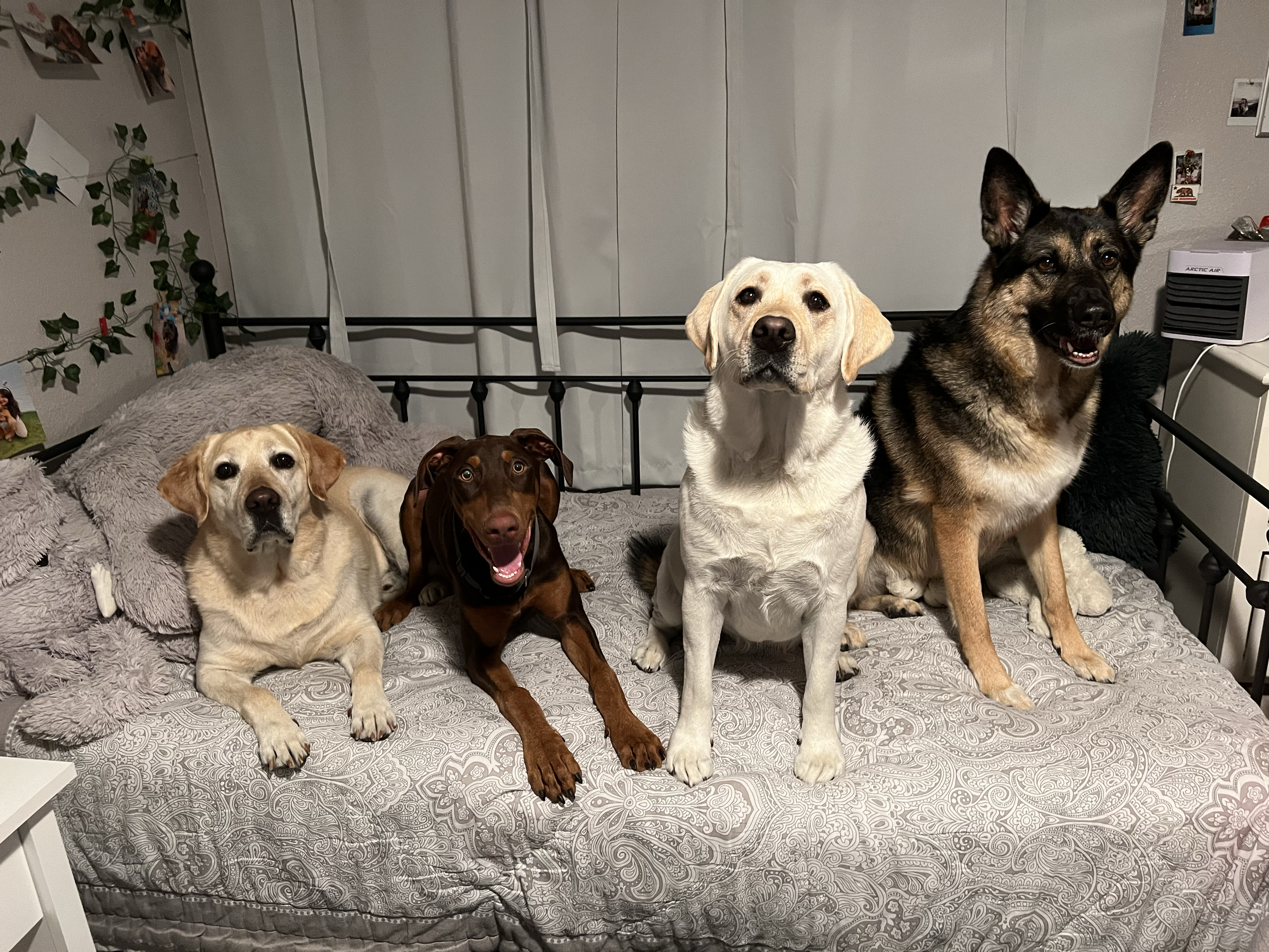 Dog Overnight Boarding in La Quinta CA -Bedtime Arrangements 