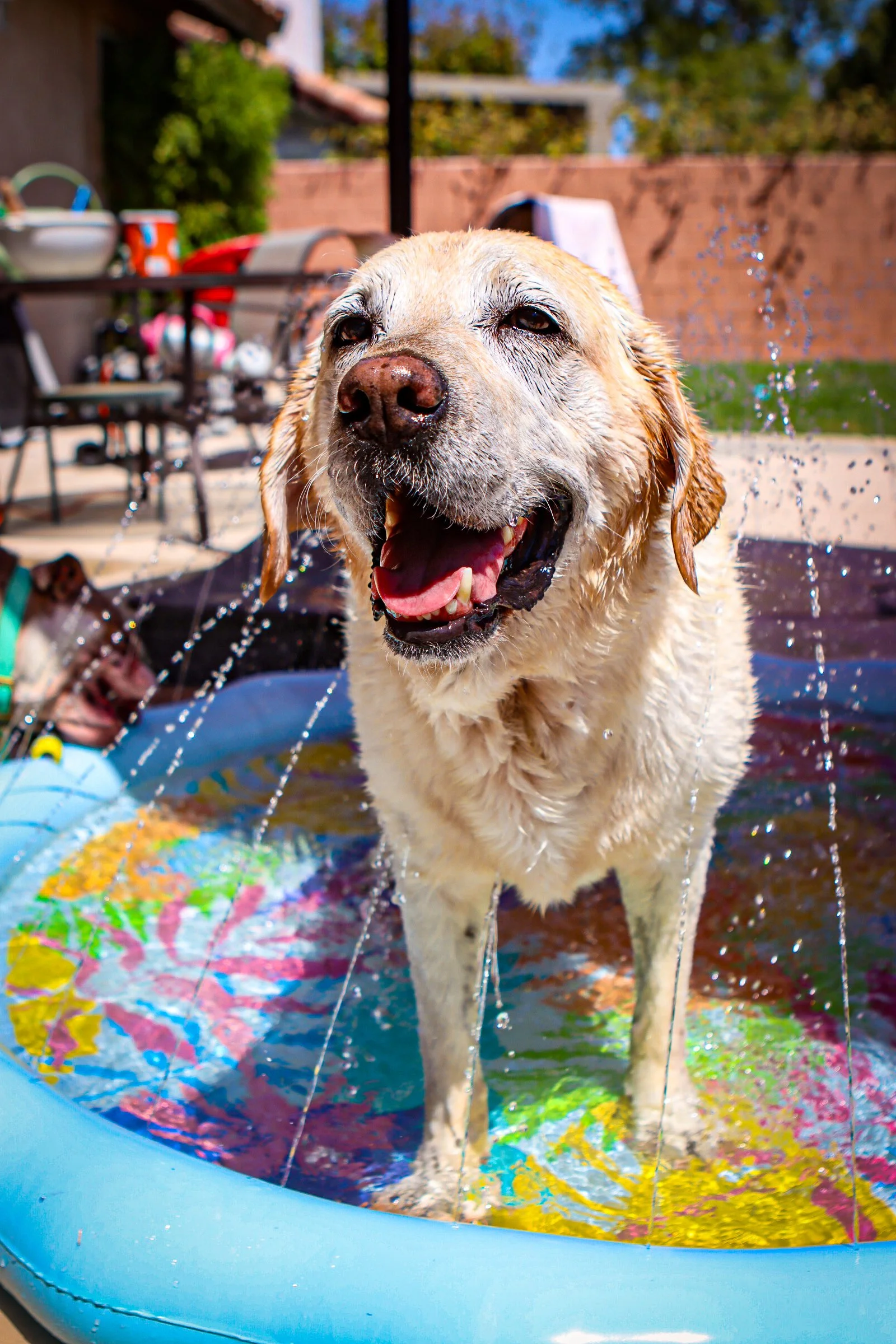 A happy, wet dog standing in a small inflatable pool with colorful patterns, playing in the backyard sunshine-Dog Board & Train in La Quinta CA