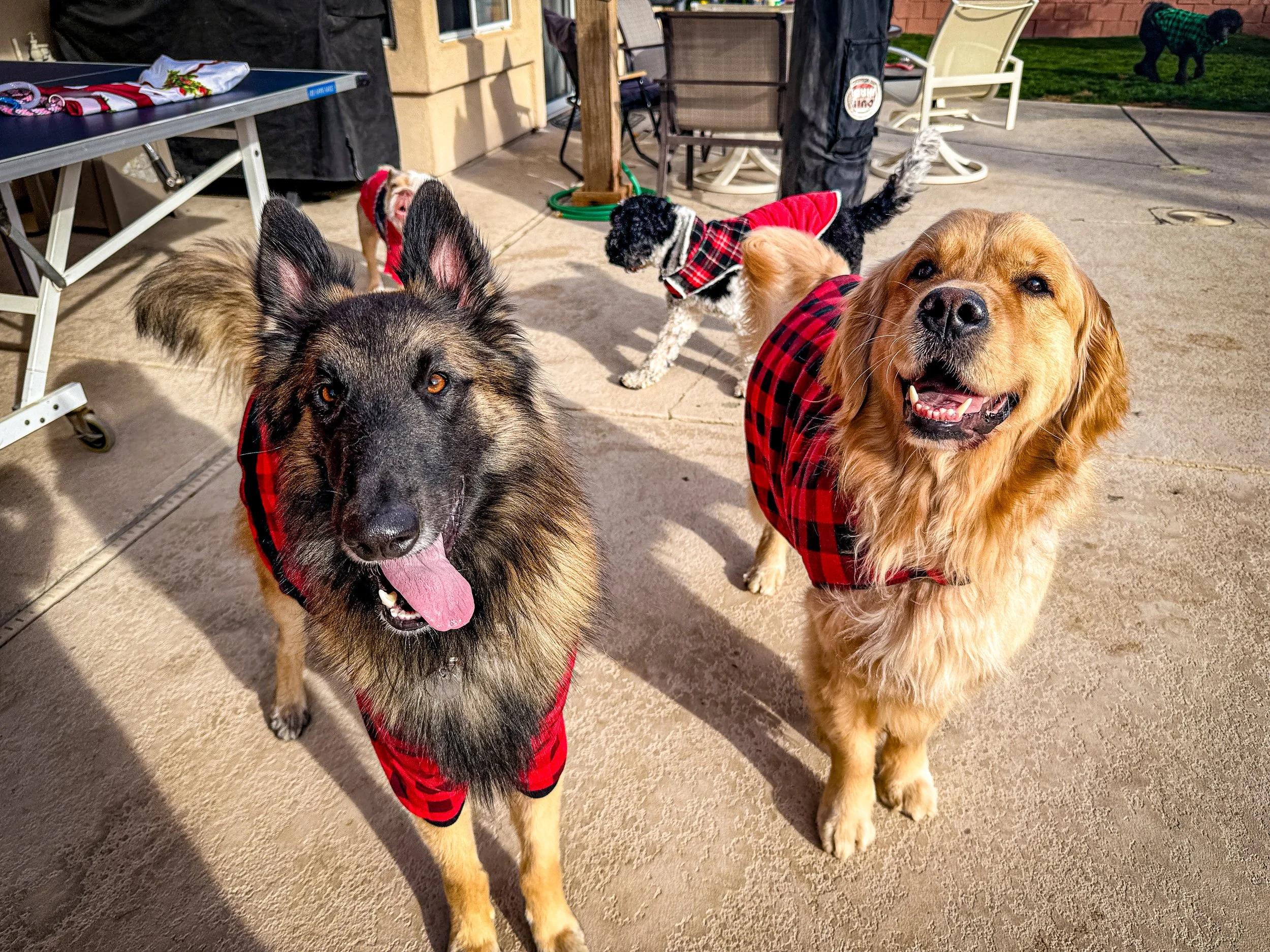 Dog Overnight Boarding in La Quinta CA -Pajama Days