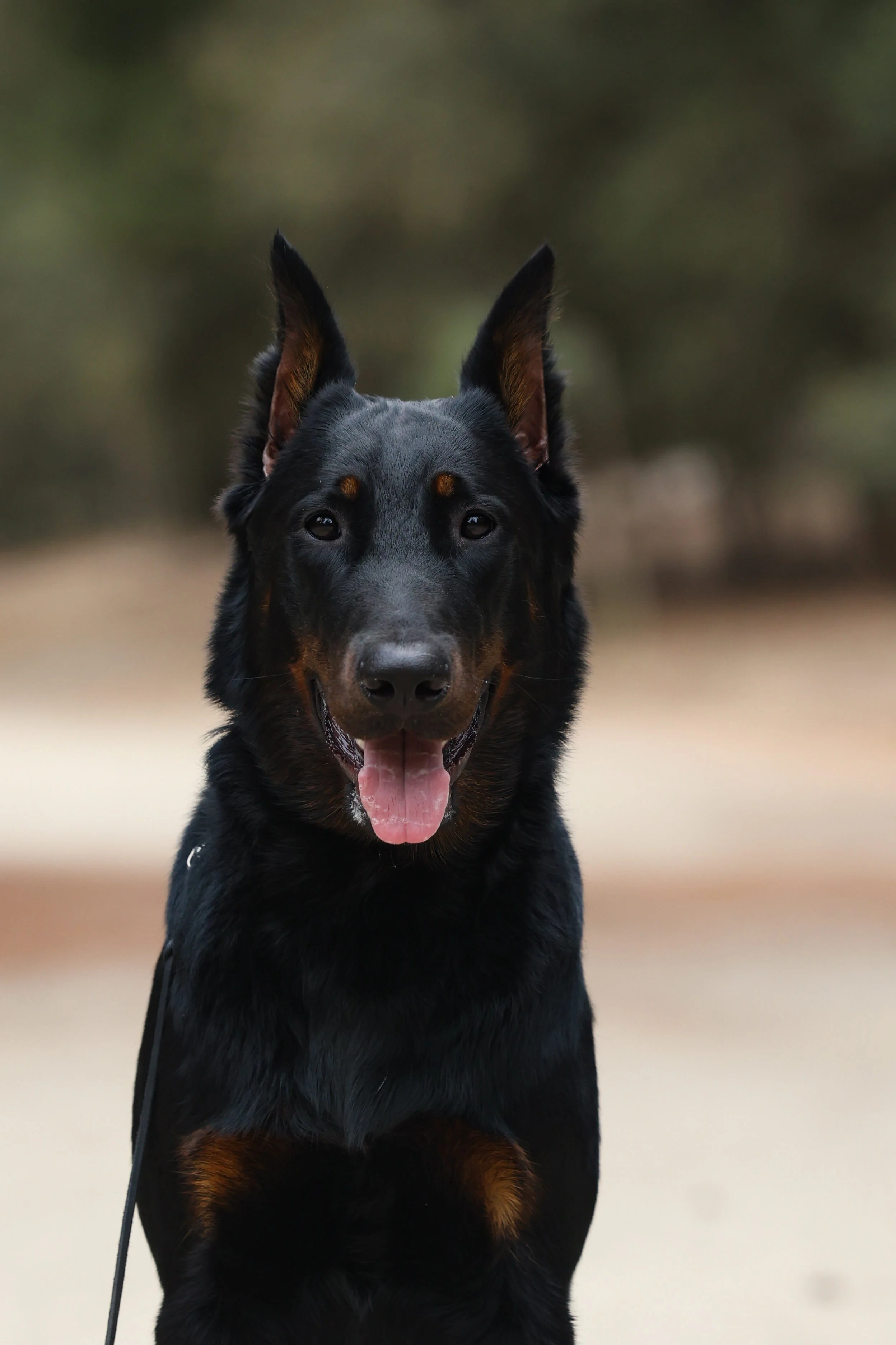 Dog Outdoor Photoshoot, Beauceron, in Palm Springs, CA