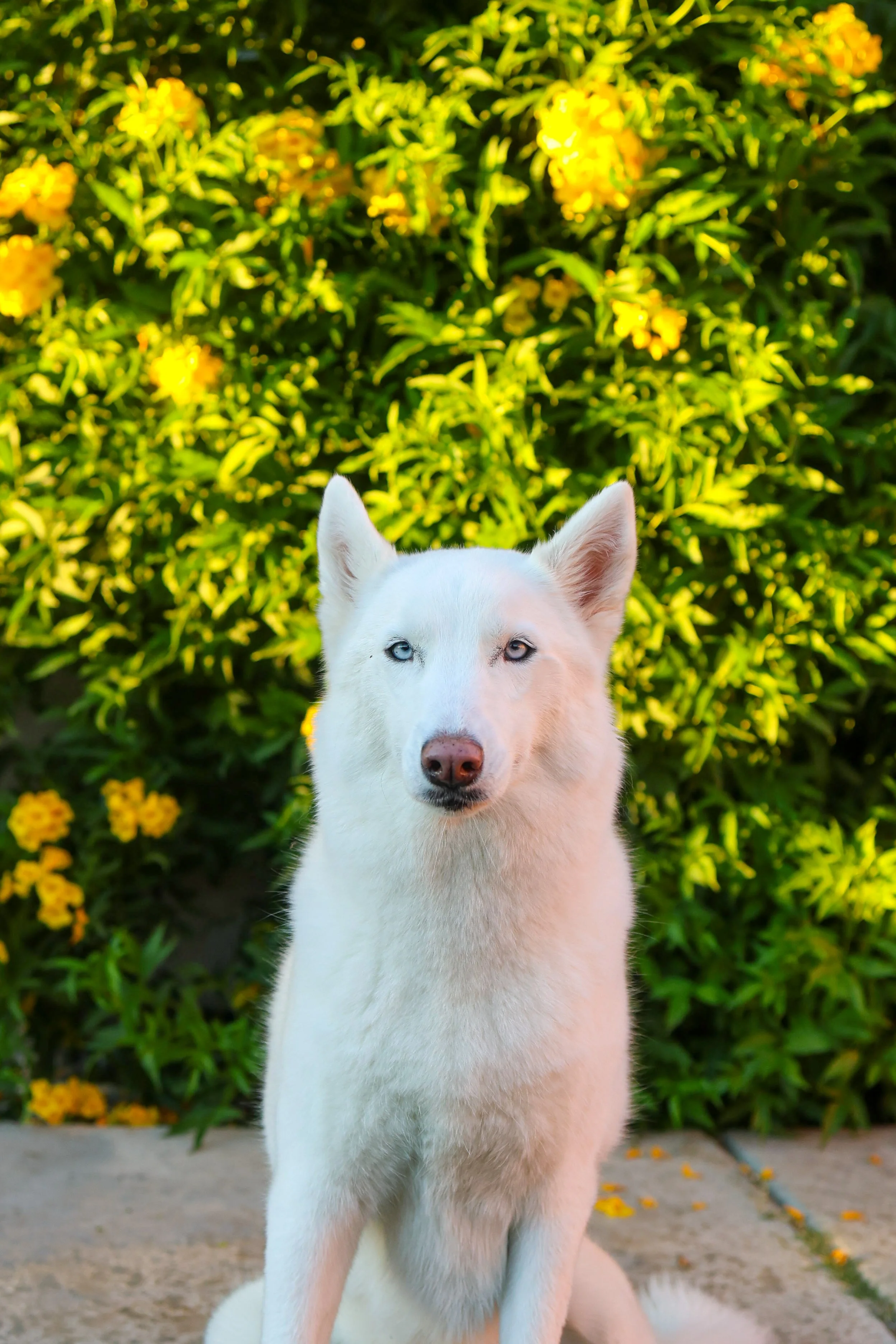 Cloud was my first rescue, and she’s the reason I fell in love with making a difference in the rescue world. She’s what inspired me to start fostering and rehabilitating dogs who were never given a fair chance.
She was abandoned—chained to a tree in 