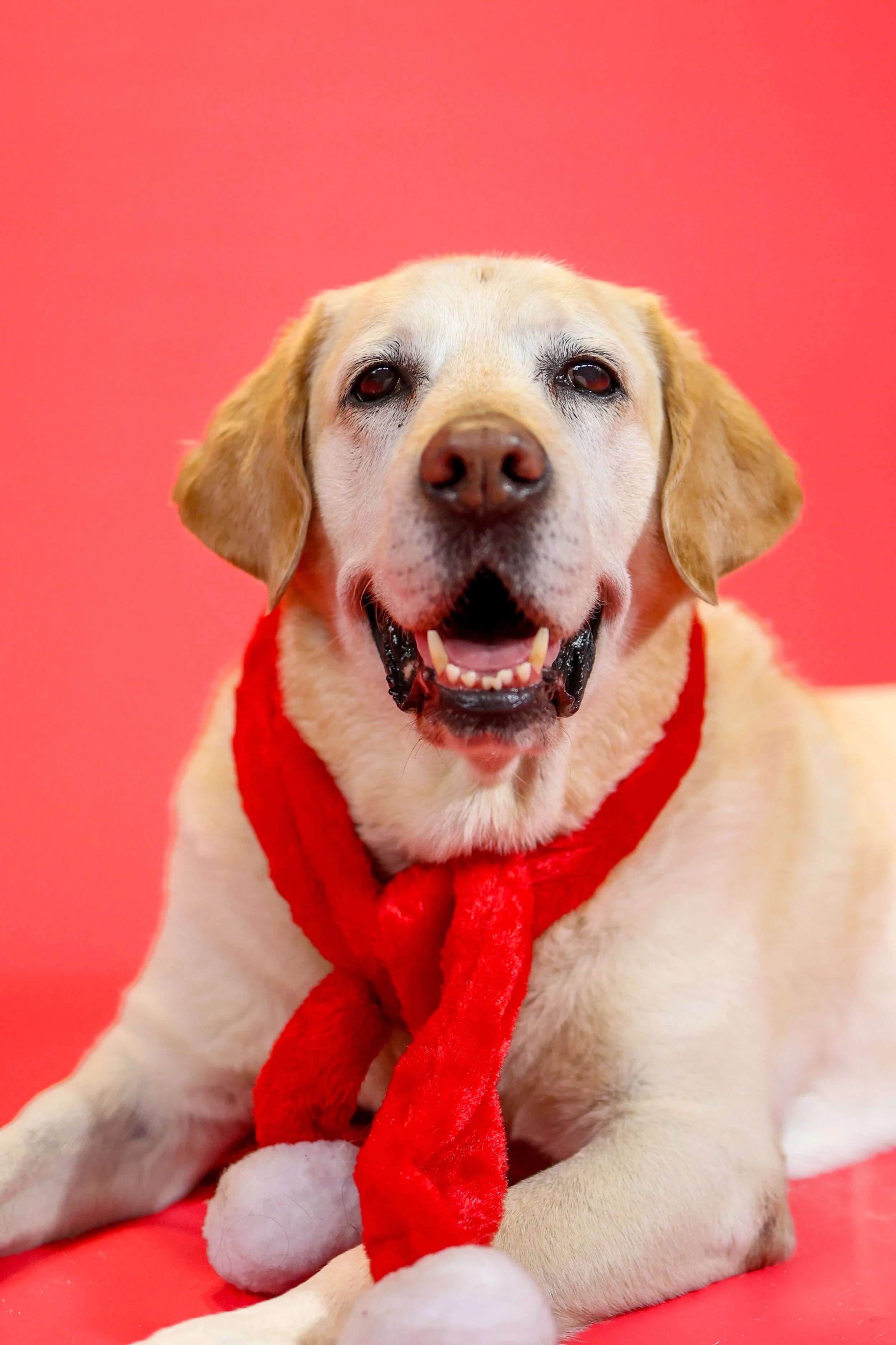 Christmas Photoshoot, La Quinta, CA