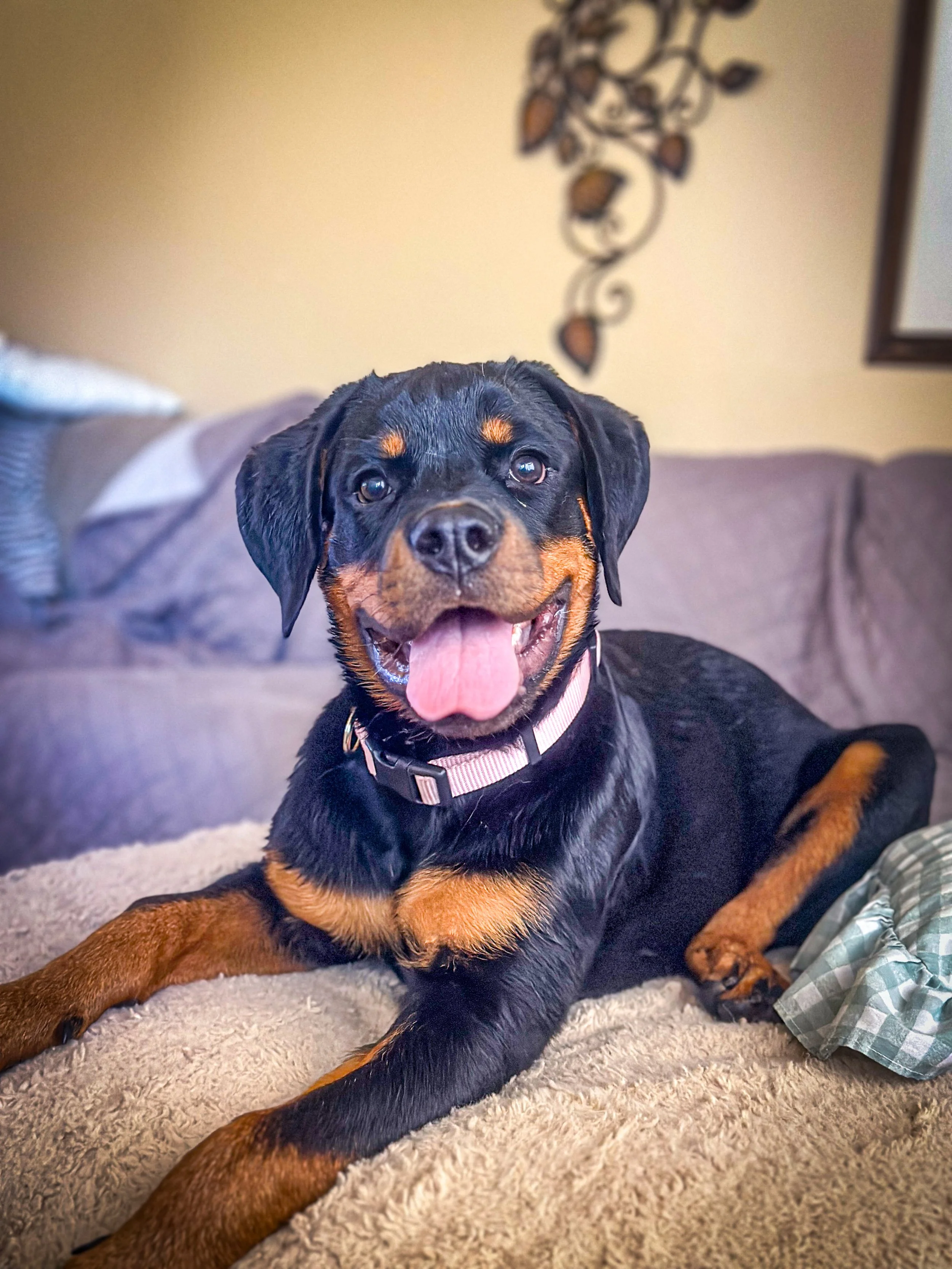 A smiling Rottweiler puppy lying on a beige carpet with a couch and wall decor in the background -Dog Overnight Boarding in La Quinta CA