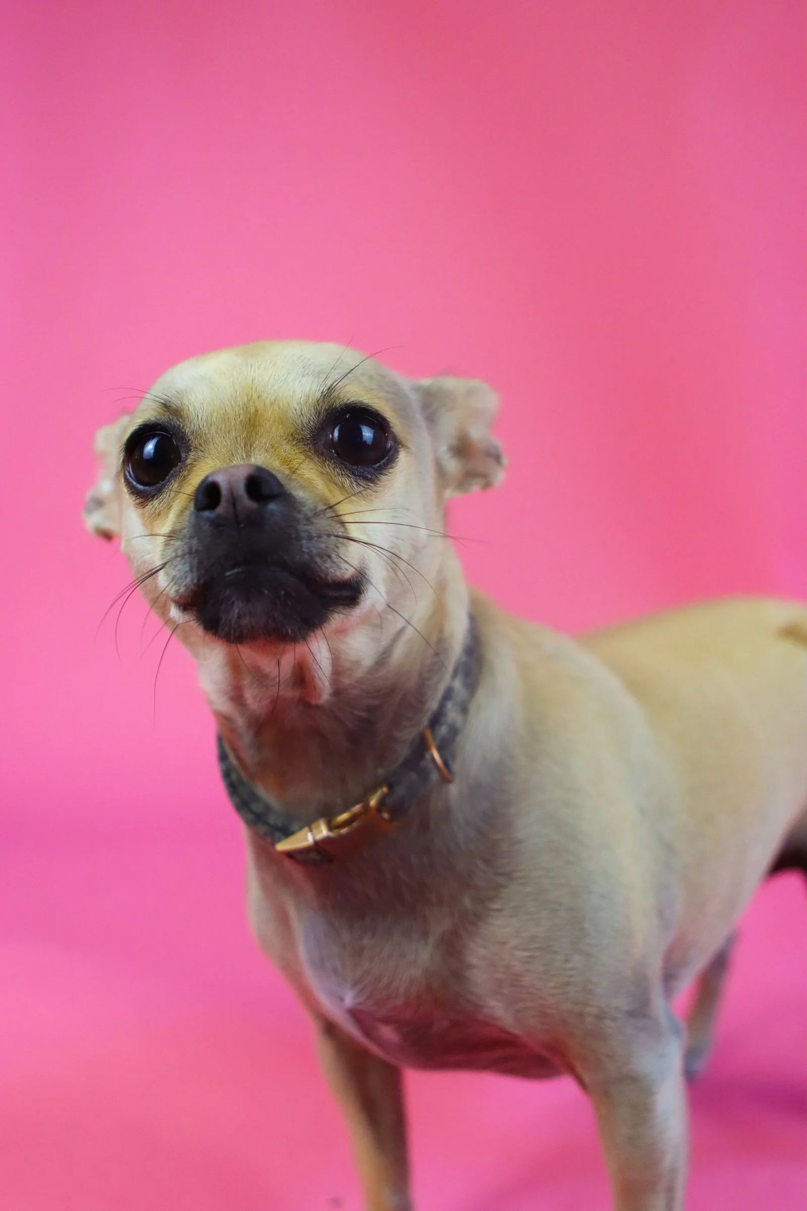 Portrait Dog Photoshoot in La Quinta, CA
