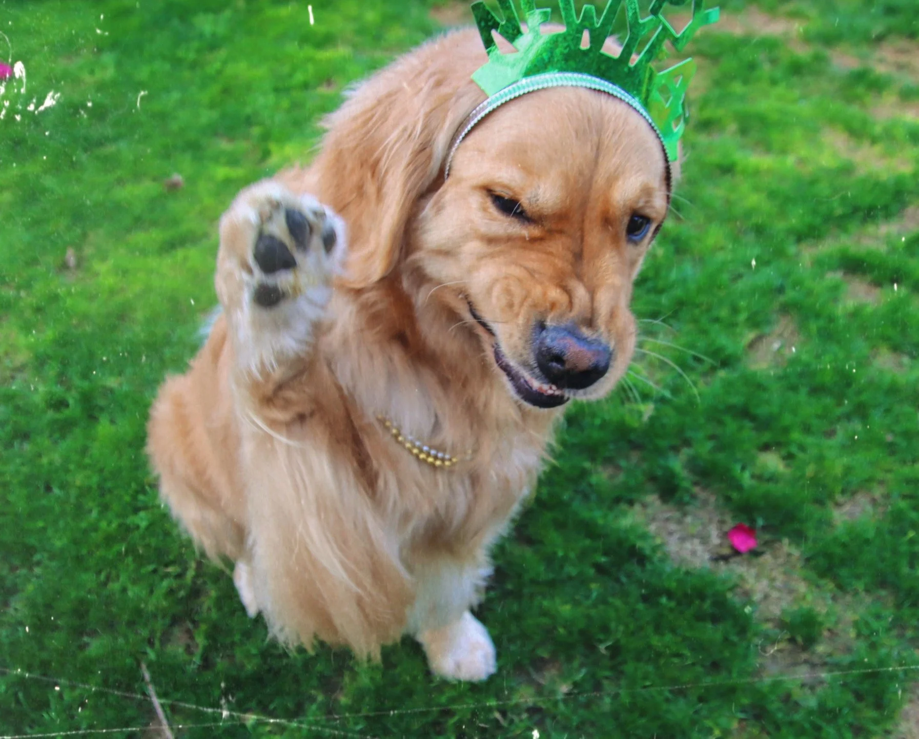 Golden retriever dog wearing green holiday crown and pearl necklace, waving paw, outdoors on grass-Dog Board & Train in La Quinta CA