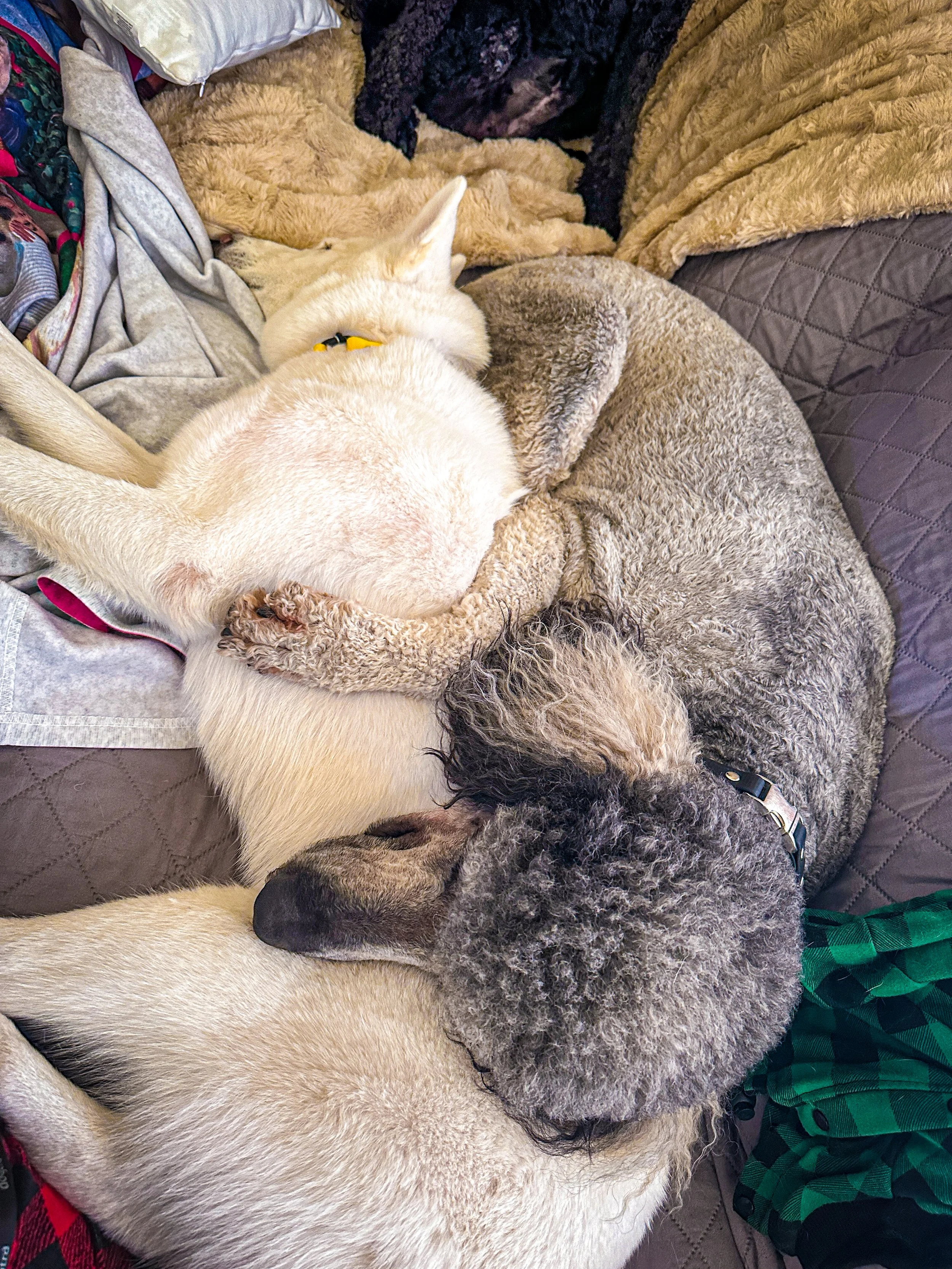 Dog Overnight Boarding in La Quinta CA -Poodle & Husky Cuddling