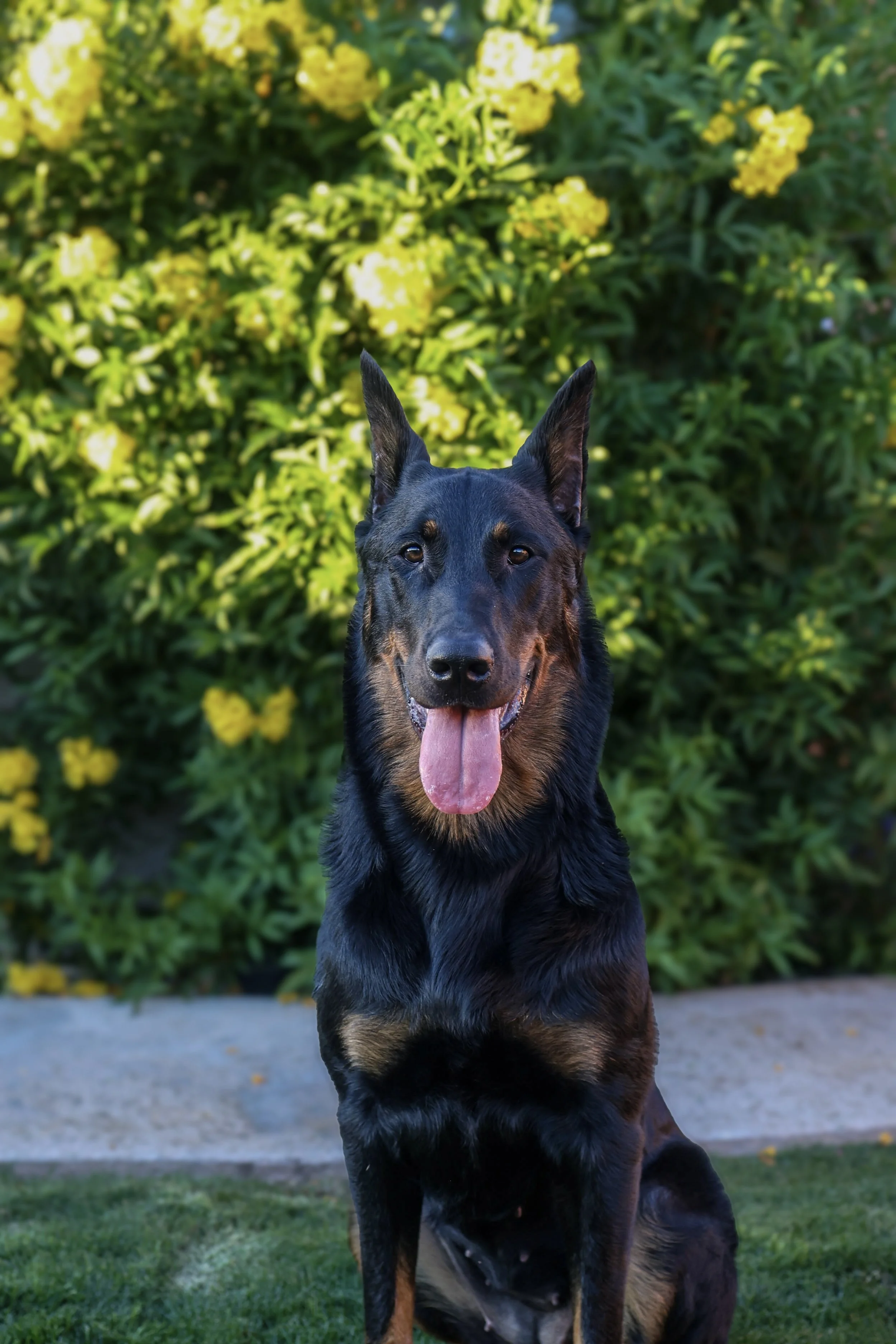 Fireheart is my first purebred, well-bred dog. I brought her into my life with the goal of exploring different dog sports, especially since I missed my competitive soccer days. As a trainer, I believe you can never stop learning, and she’s pushed me 