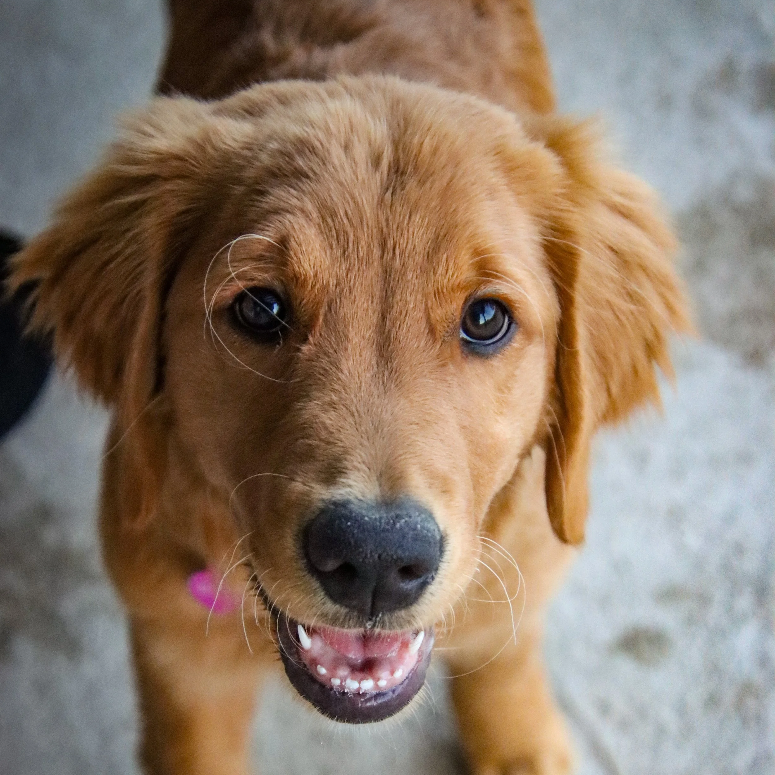 Overnight Dog Boarding, La Quinta CA