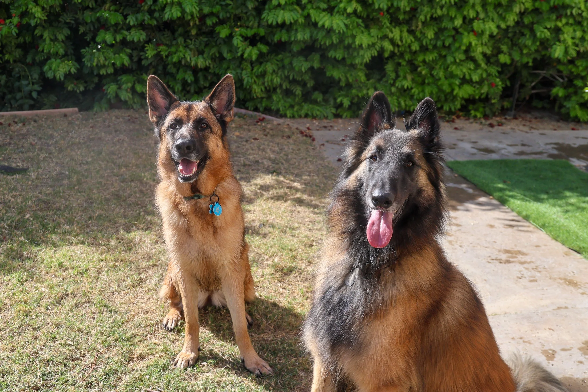 Two German Shepherd dogs sitting outdoors on a grassy area with a green shrub in the background. The dog on the left has a tan and black coat with a blue dog tag, and the dog on the right has a black and tan coat with its tongue out.