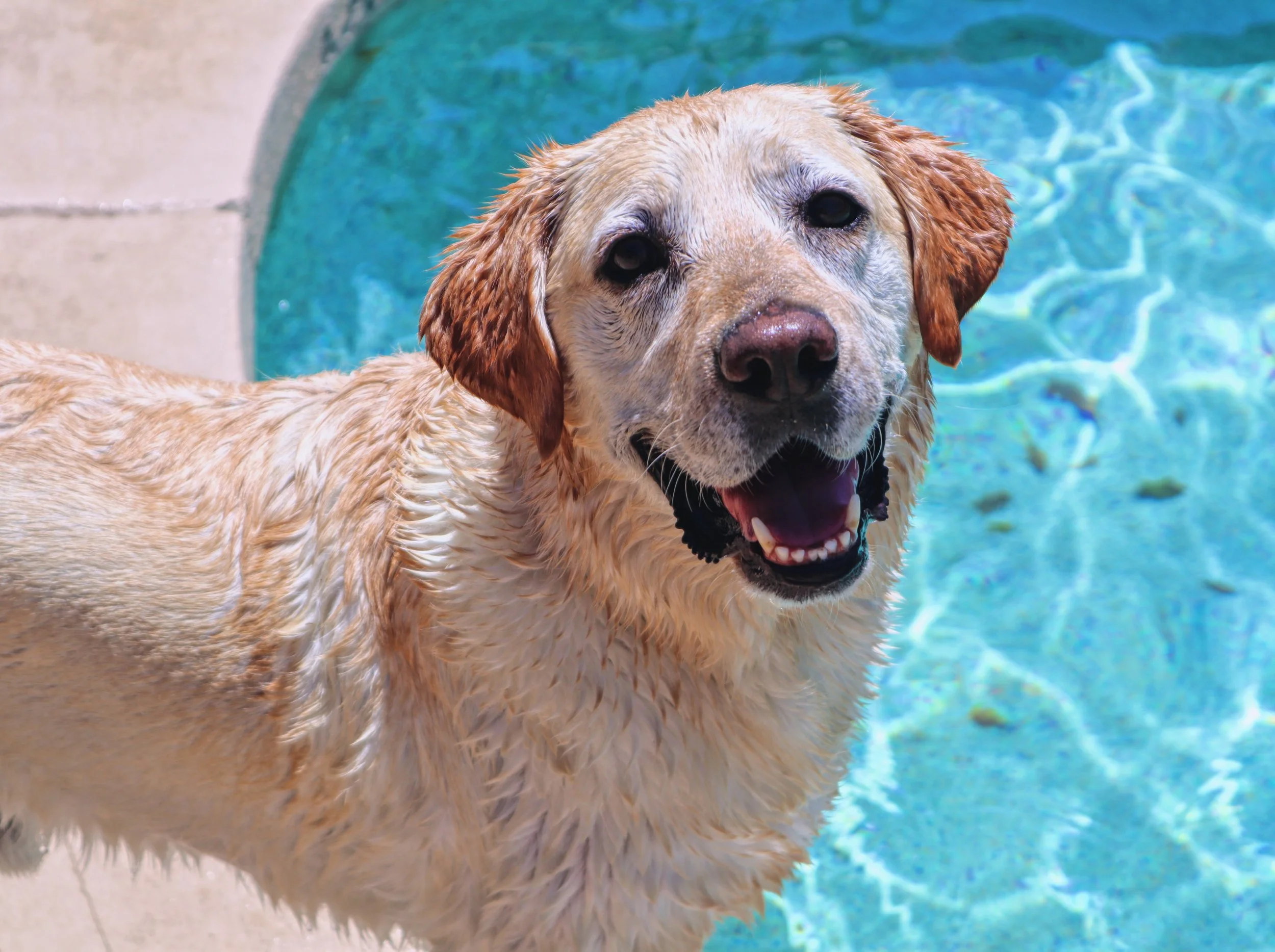 A wet golden retriever dog smiling by a swimming pool -Dog Board & Train in La Quinta CA