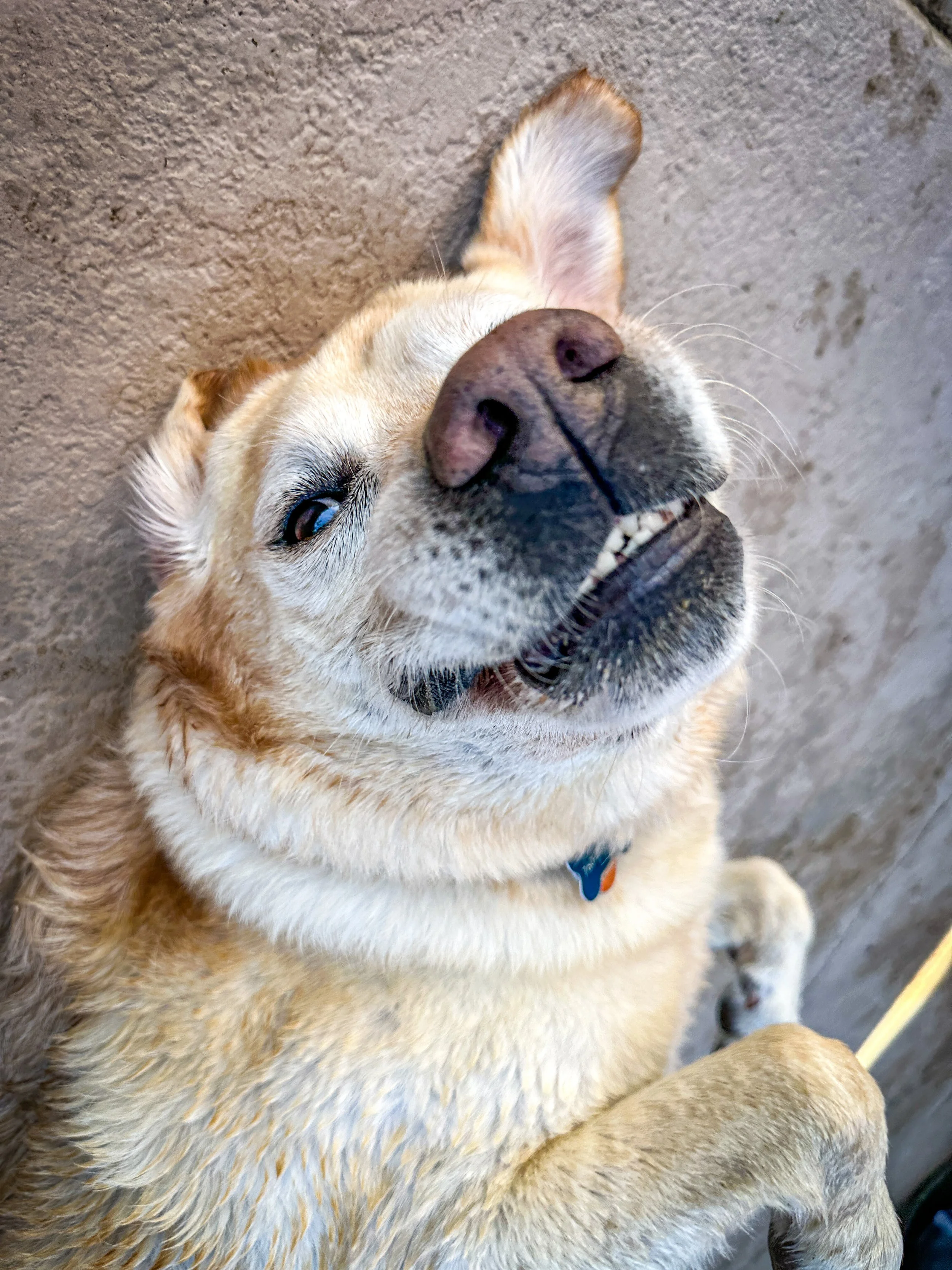 A happy yellow Labrador Retriever lying on its back with its head tilted, smiling with its teeth showing, and looking at the camera -Dog Overnight Boarding in La Quinta CA