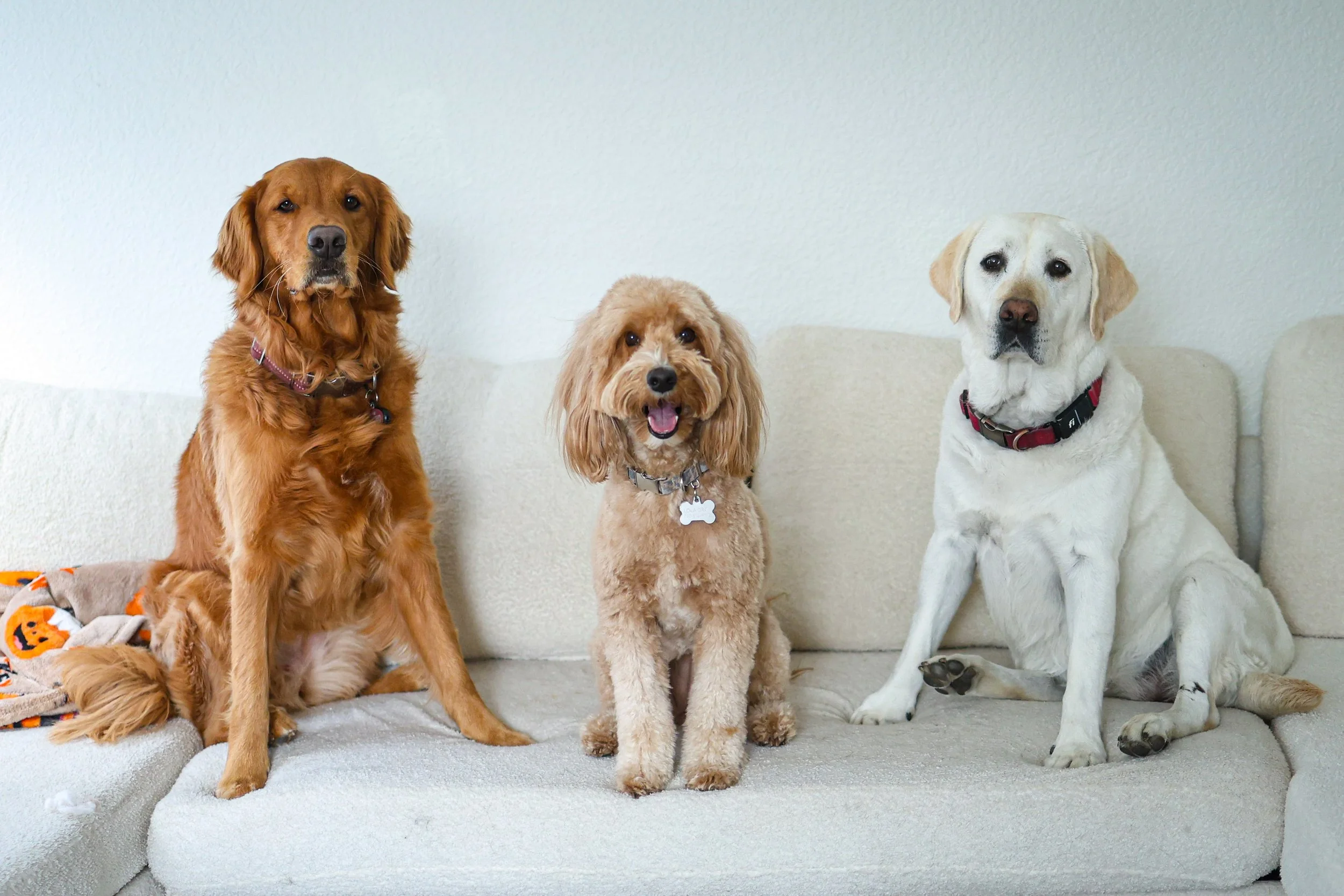 Four dogs sitting on a light-colored couch in front of a plain wall, including a golden retriever, a cockapoo, a Labrador retriever, and another dog partially visible at the edge.