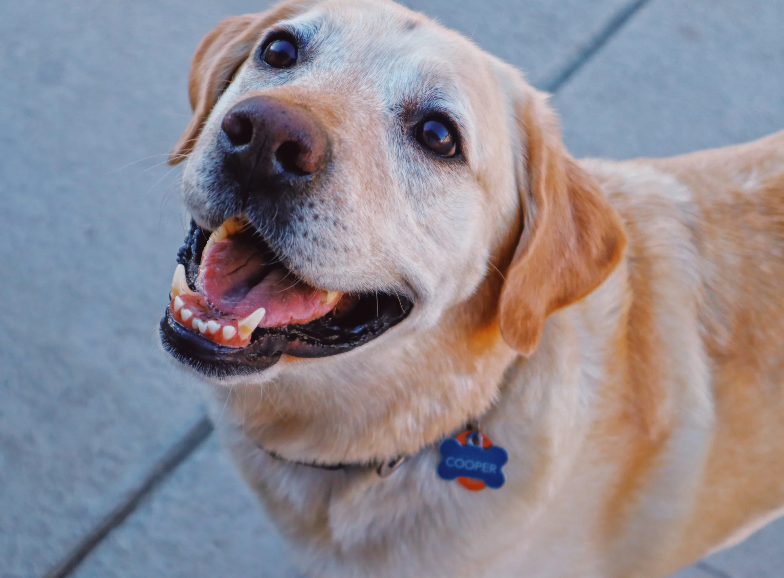 Close-up of a smiling yellow Labrador retriever with a blue and orange dog tag reading "Cooper" on a leash, standing on a concrete sidewalk-Dog Board & Train in La Quinta CA