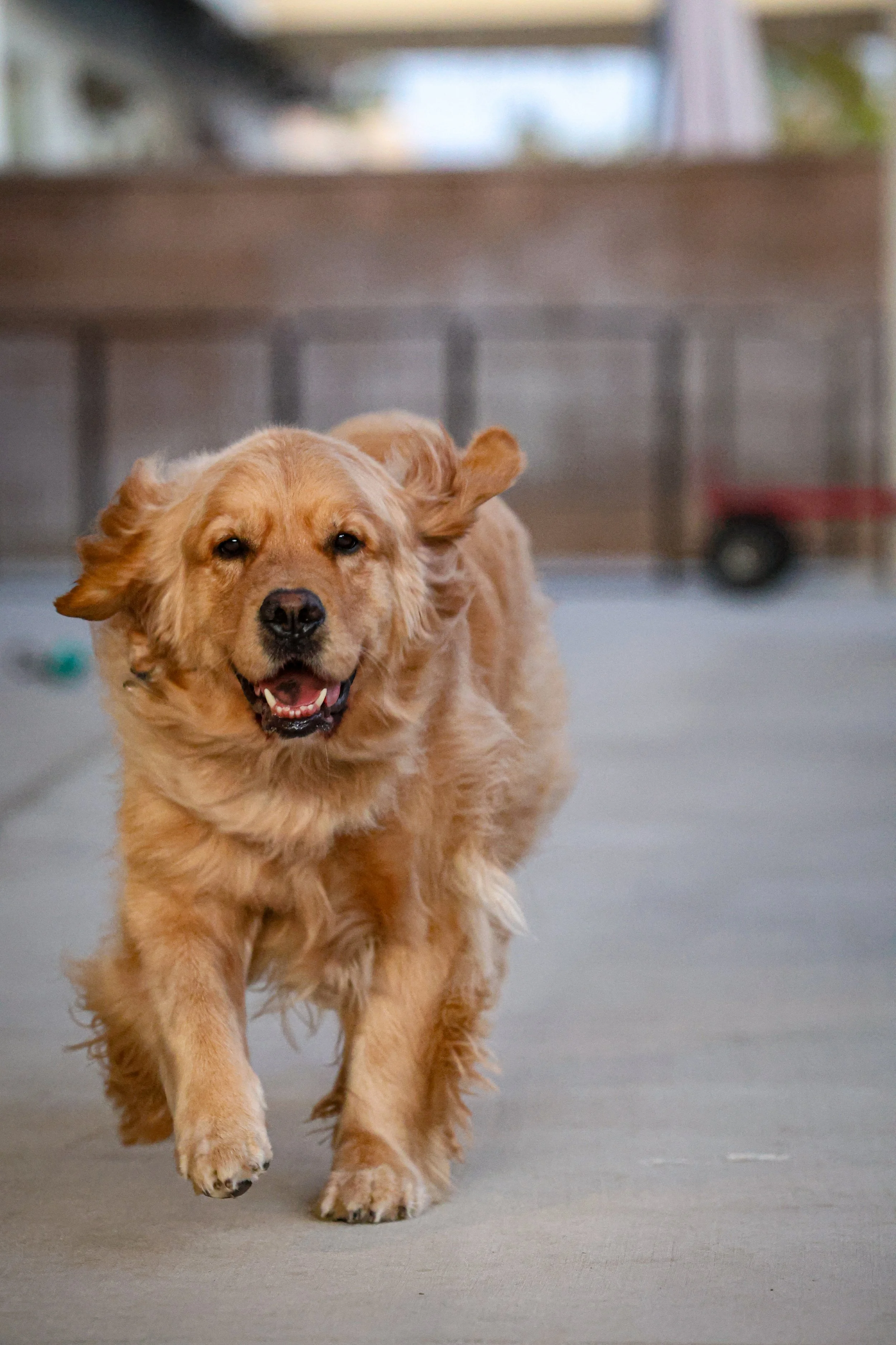 A happy golden retriever dog running on a concrete surface with a blurred outdoor background -Dog Overnight Boarding in La Quinta CA