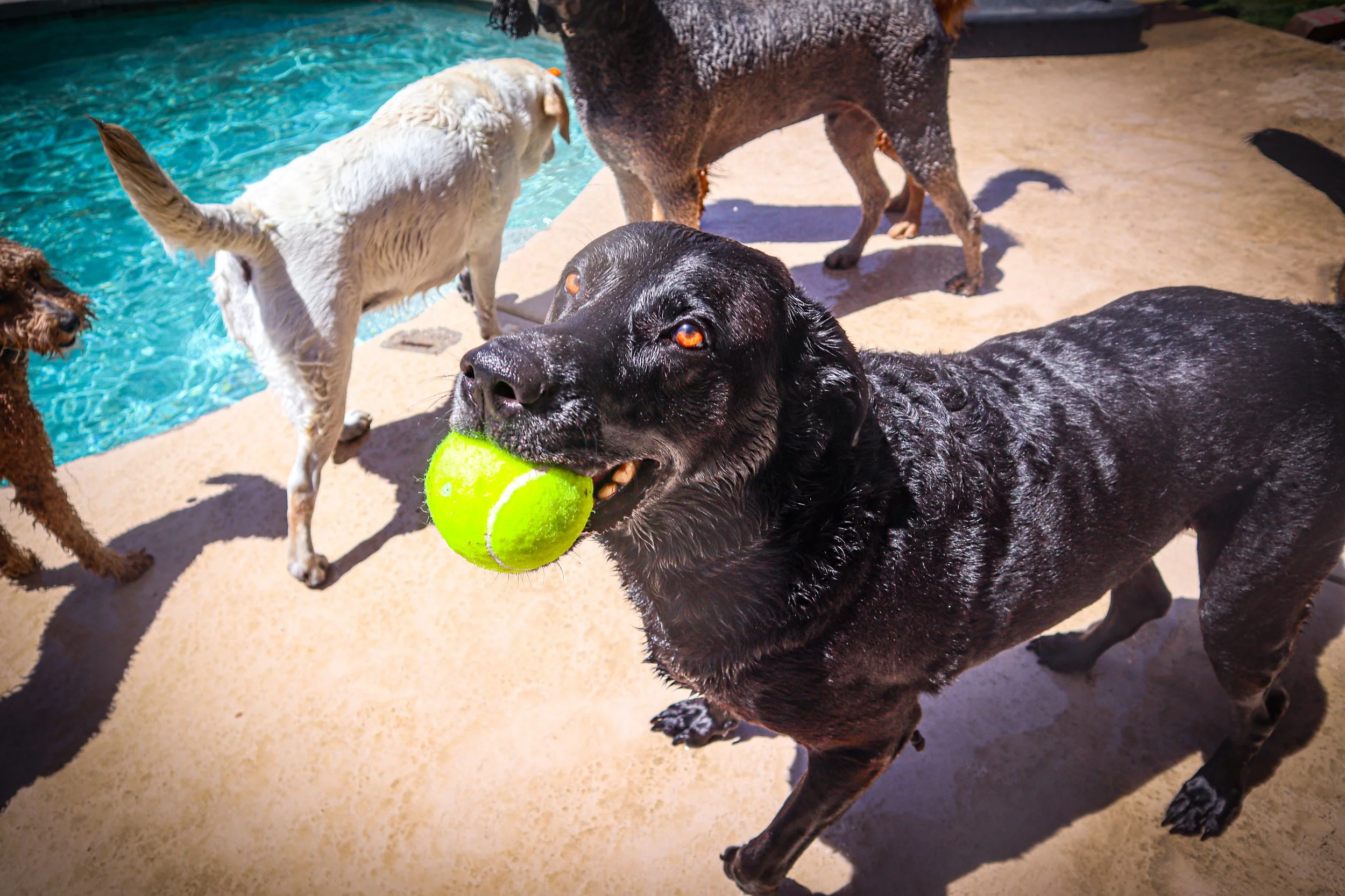 Black dog holding a green tennis ball in its mouth at a dog park with other dogs in the background near a swimming pool-Dog Board & Train in La Quinta CA